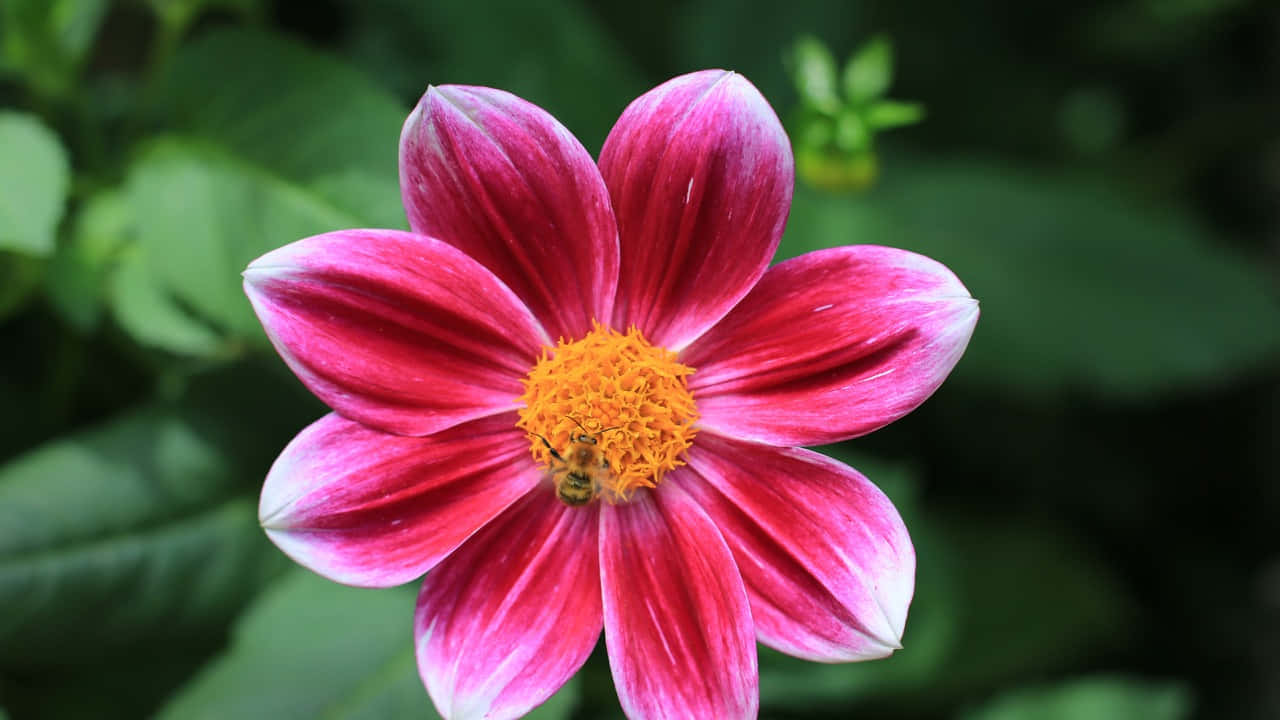 pink dahlia, white tips, golden center, HD Desktop Wallpaper
