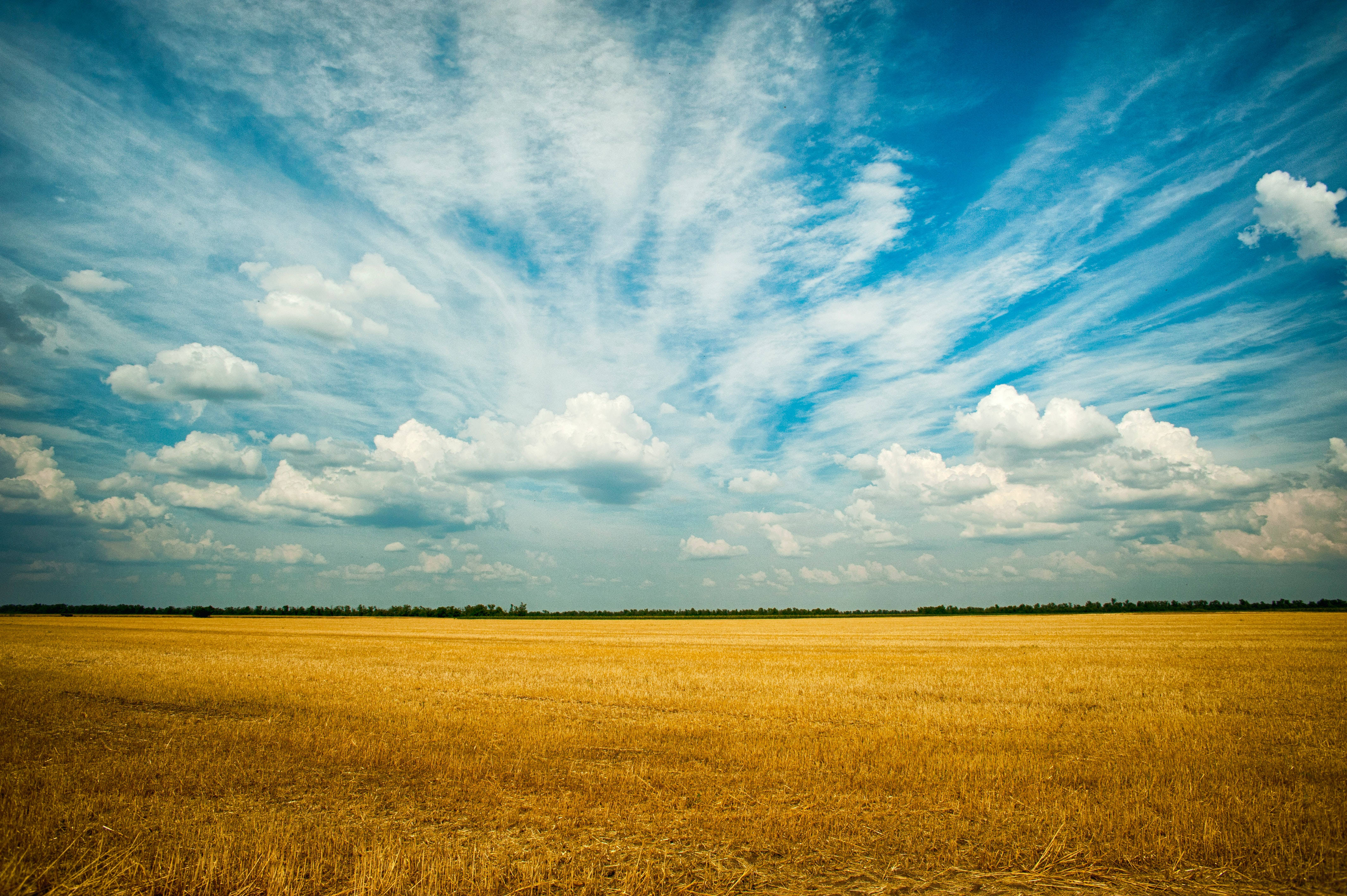 vintage aesthetic, golden wheat field, dynamic blue sky, 4K Desktop Wallpaper