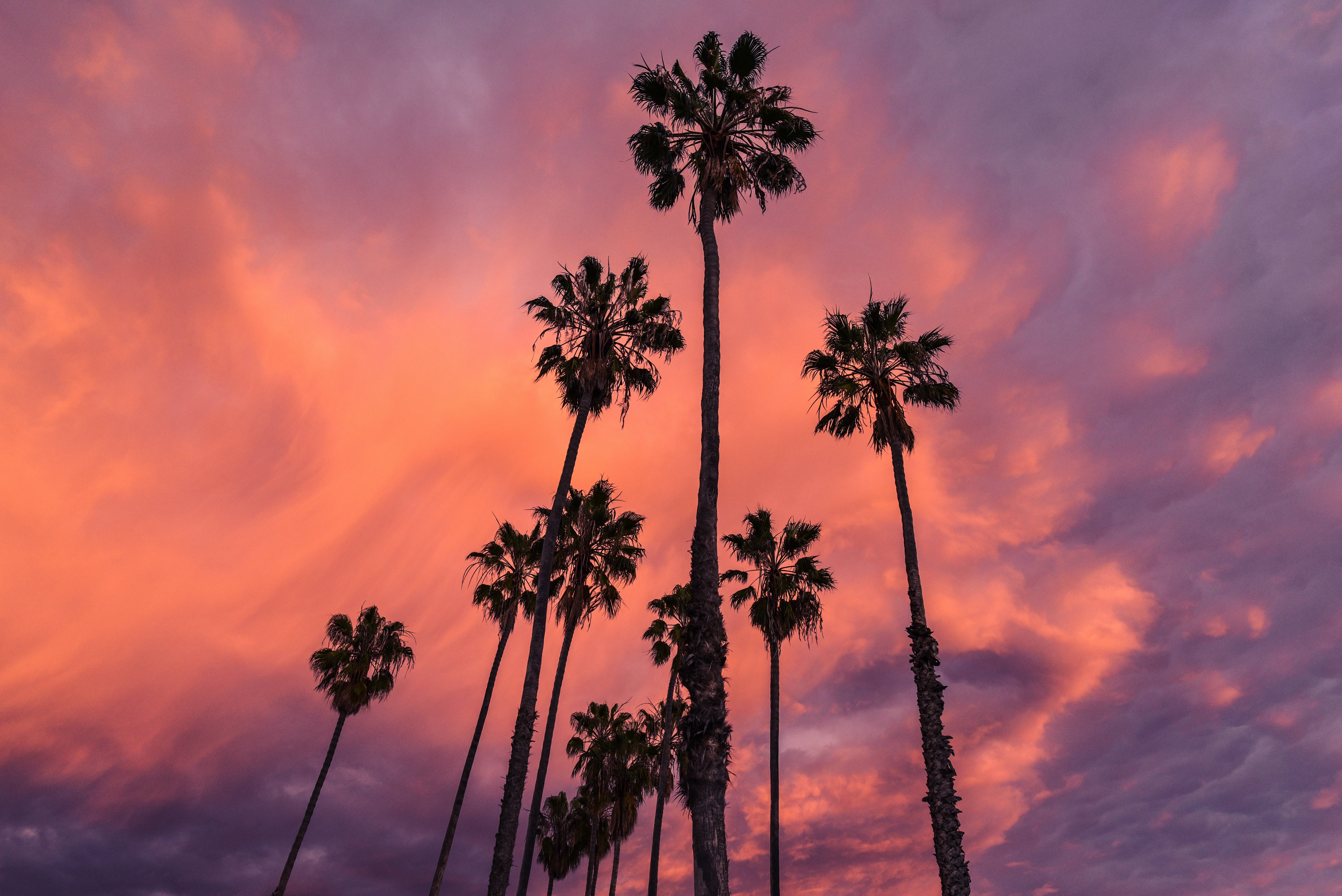 palm trees, sunset, fiery orange, 5K Desktop Wallpaper