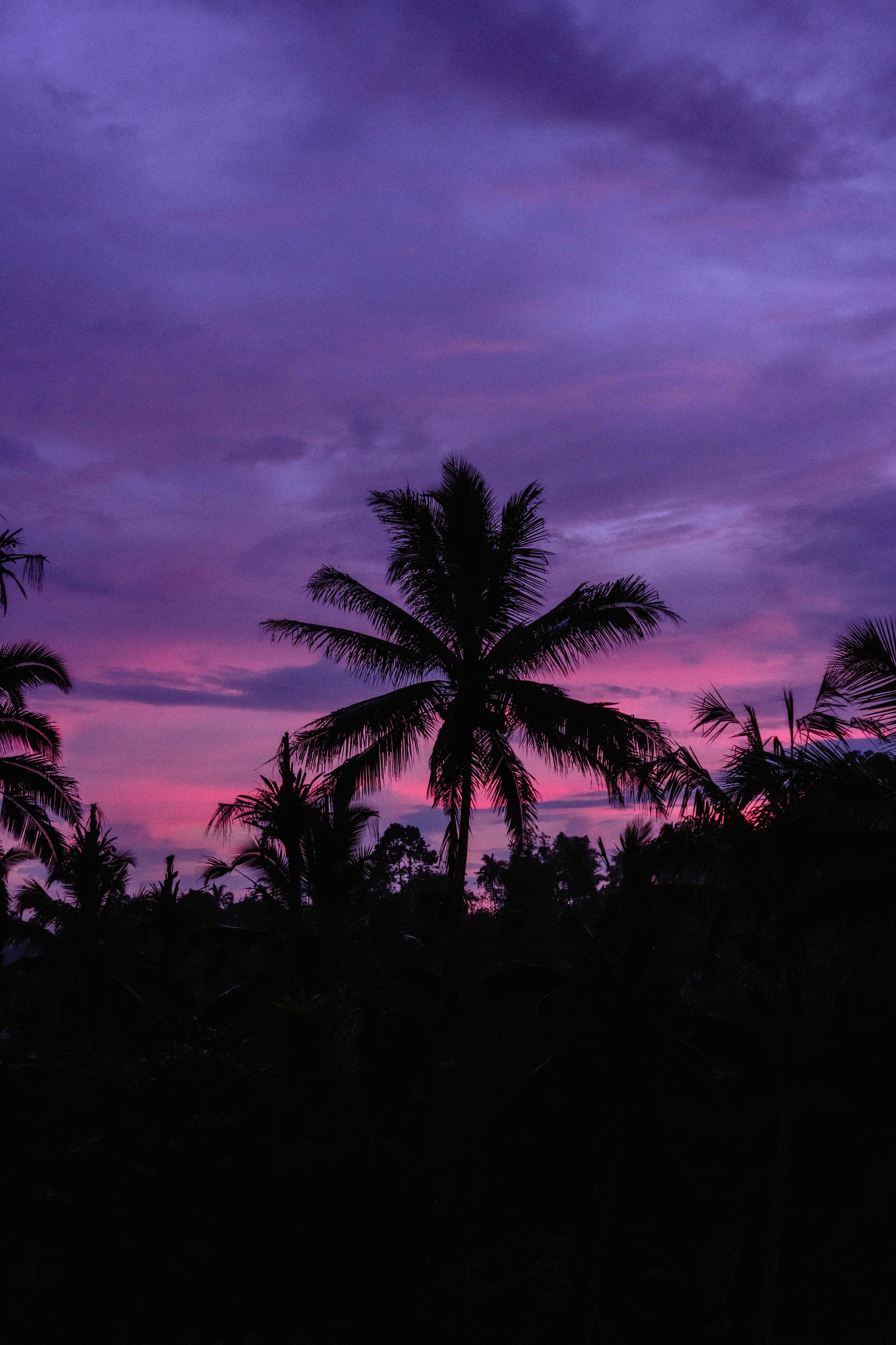 Cloud Aesthetic, palm trees silhouette, vibrant purple, 5K Phone Wallpaper