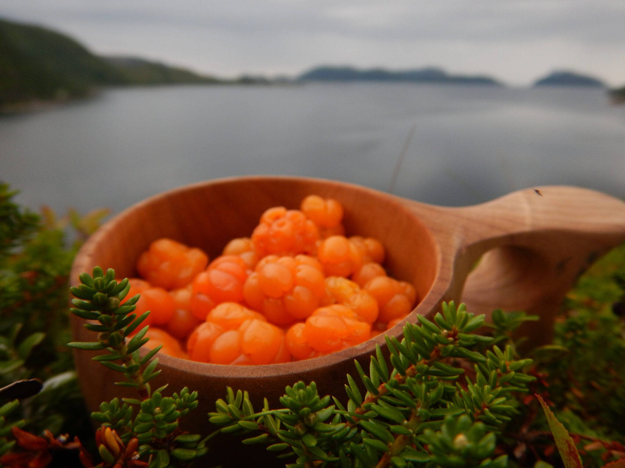 cloudberries, wooden bowl, evergreen foliage, Full HD Desktop Wallpaper