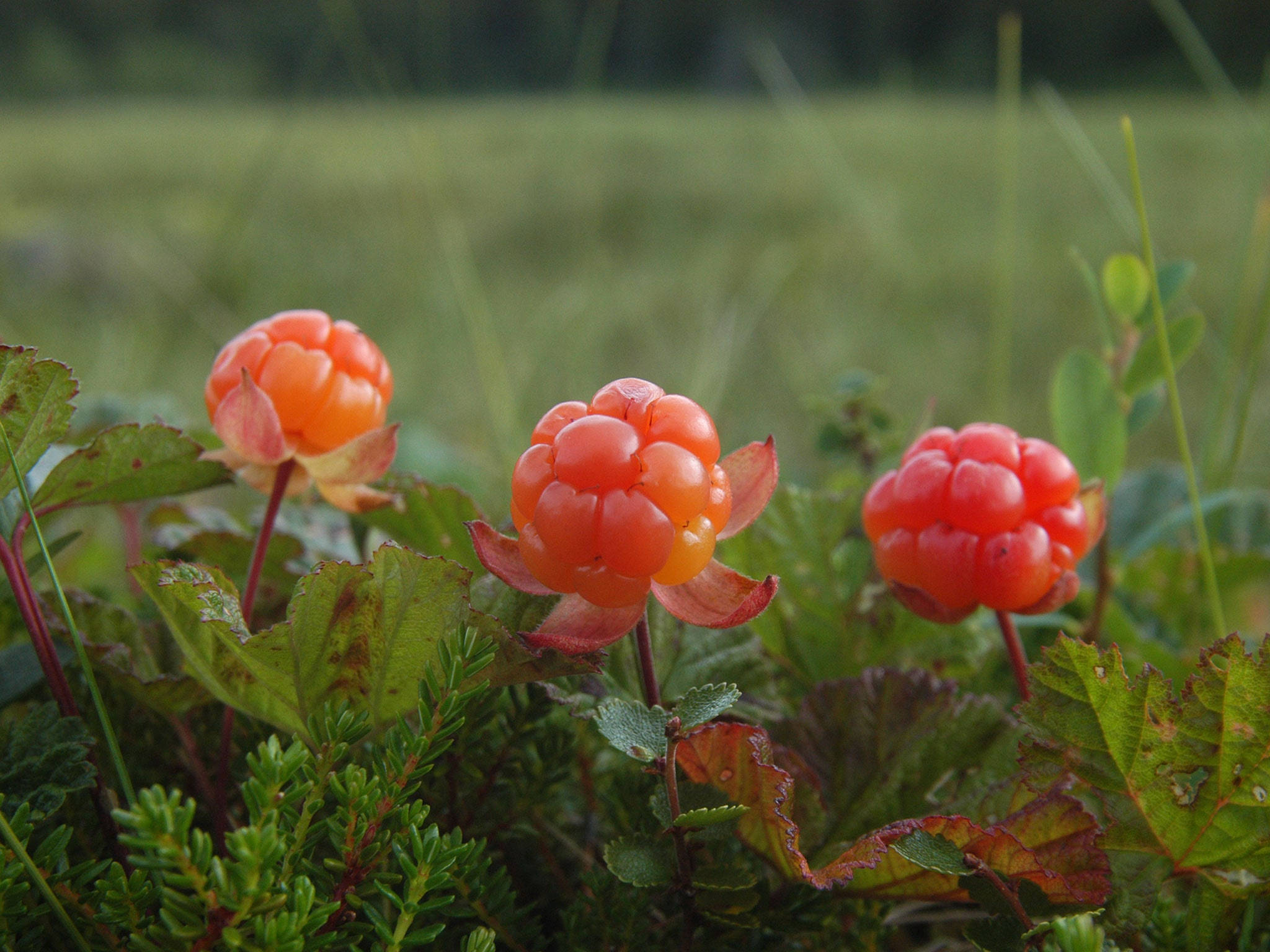 three cloudberries fruits, vibrant orange, lush green foliage, Full HD Desktop Wallpaper