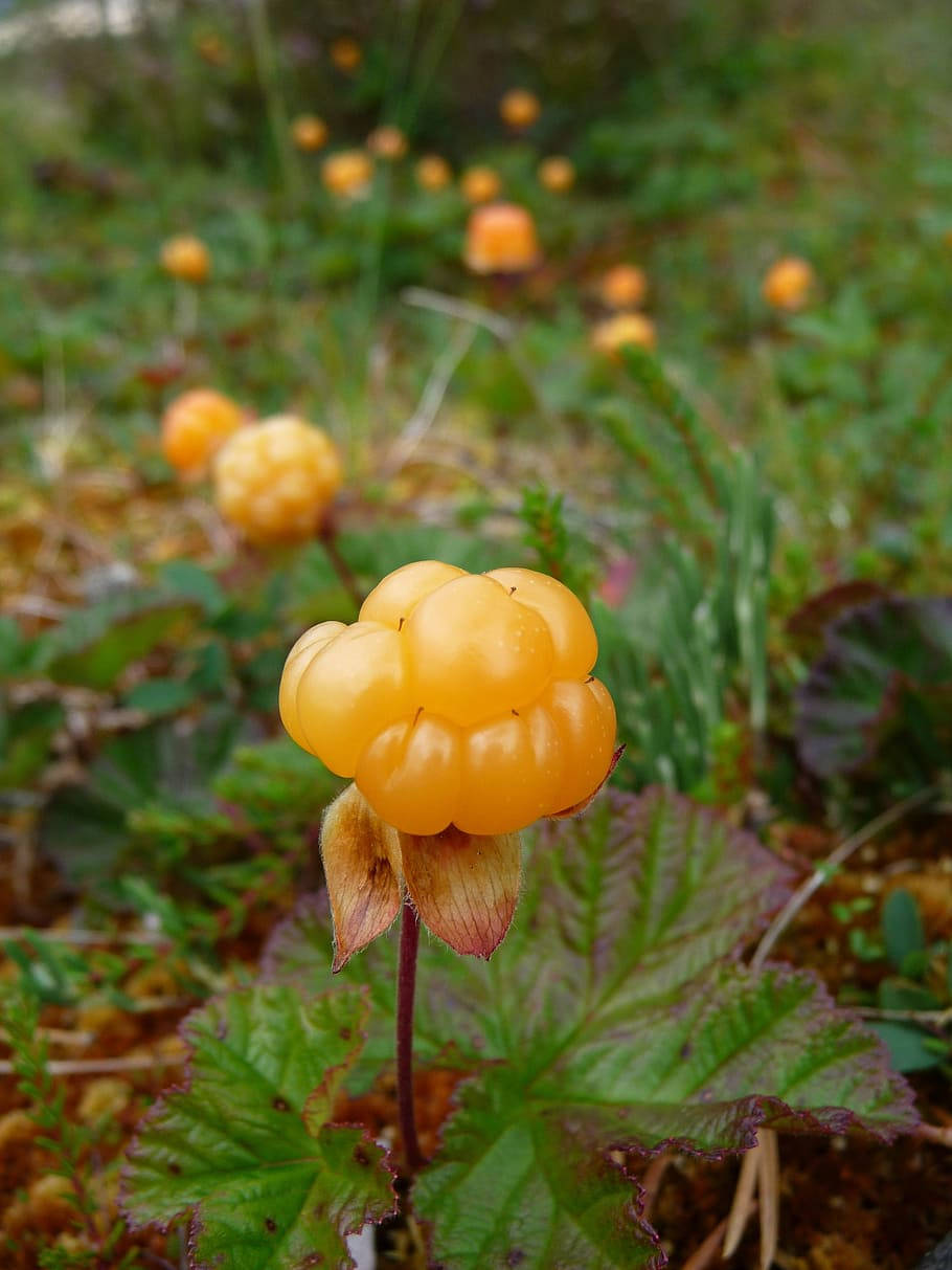 cloudberry, yellow, green forest floor, SD Phone Wallpaper