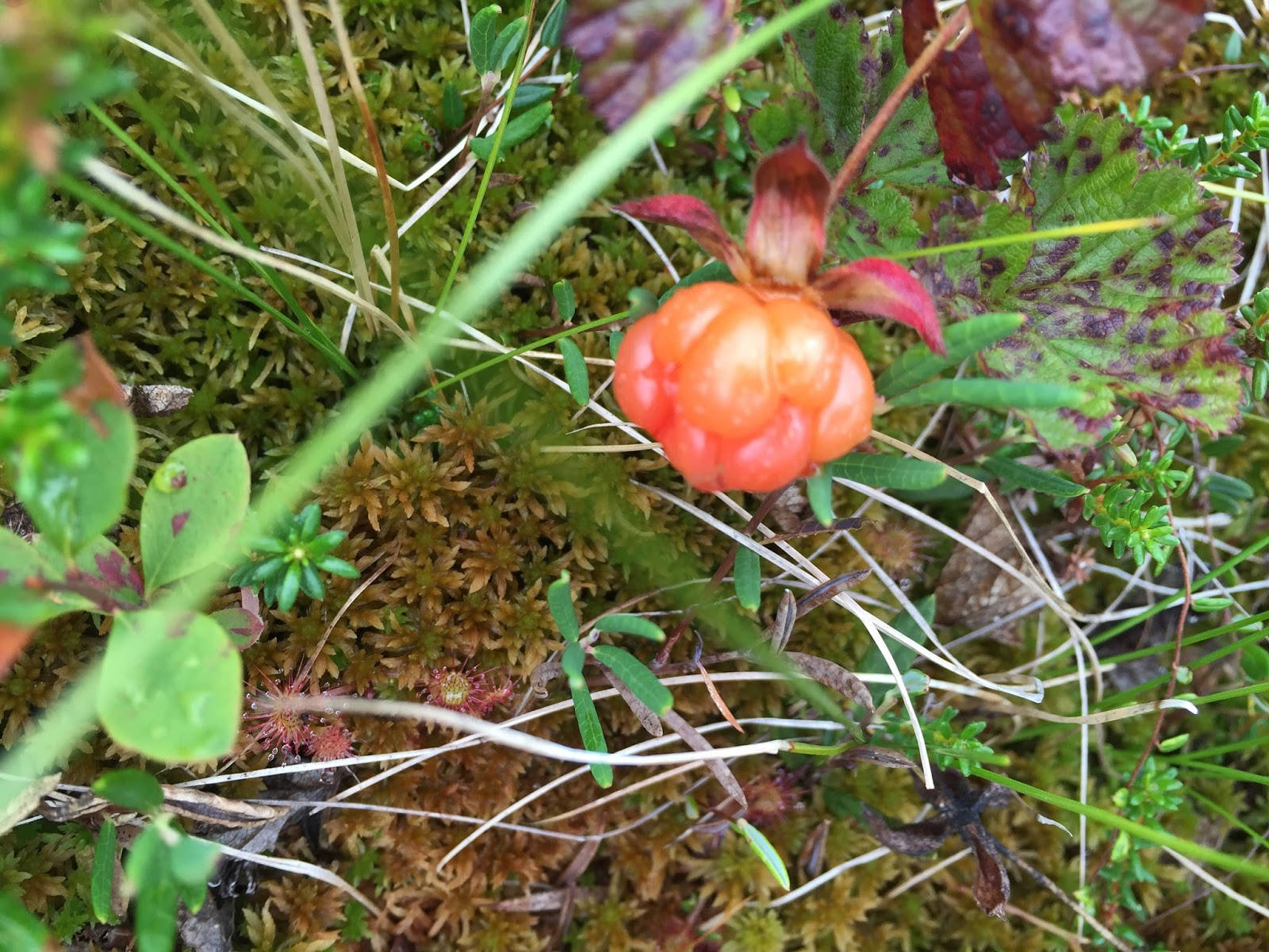 Sweet Cloudberry Flower, vibrant orange, lush green moss, HD Desktop Wallpaper
