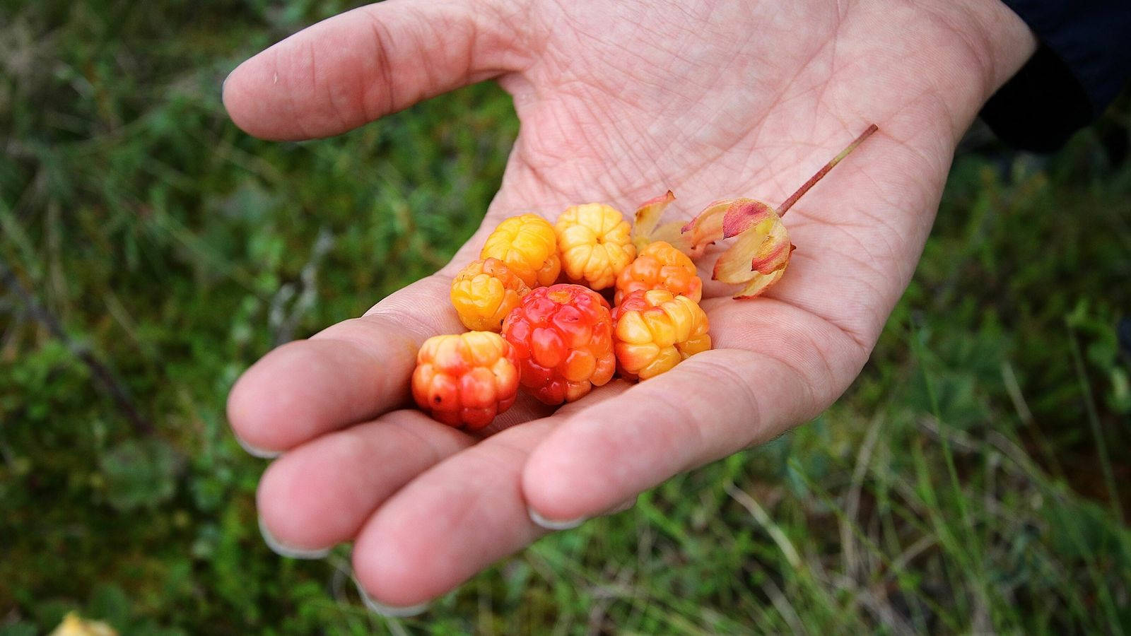 cloudberries, palm, orange, HD Desktop Wallpaper
