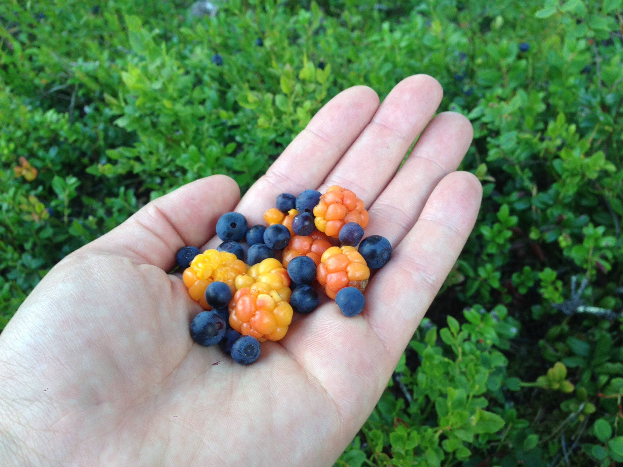 blueberries, cloudberries, orange raspberries, Full HD Desktop Wallpaper