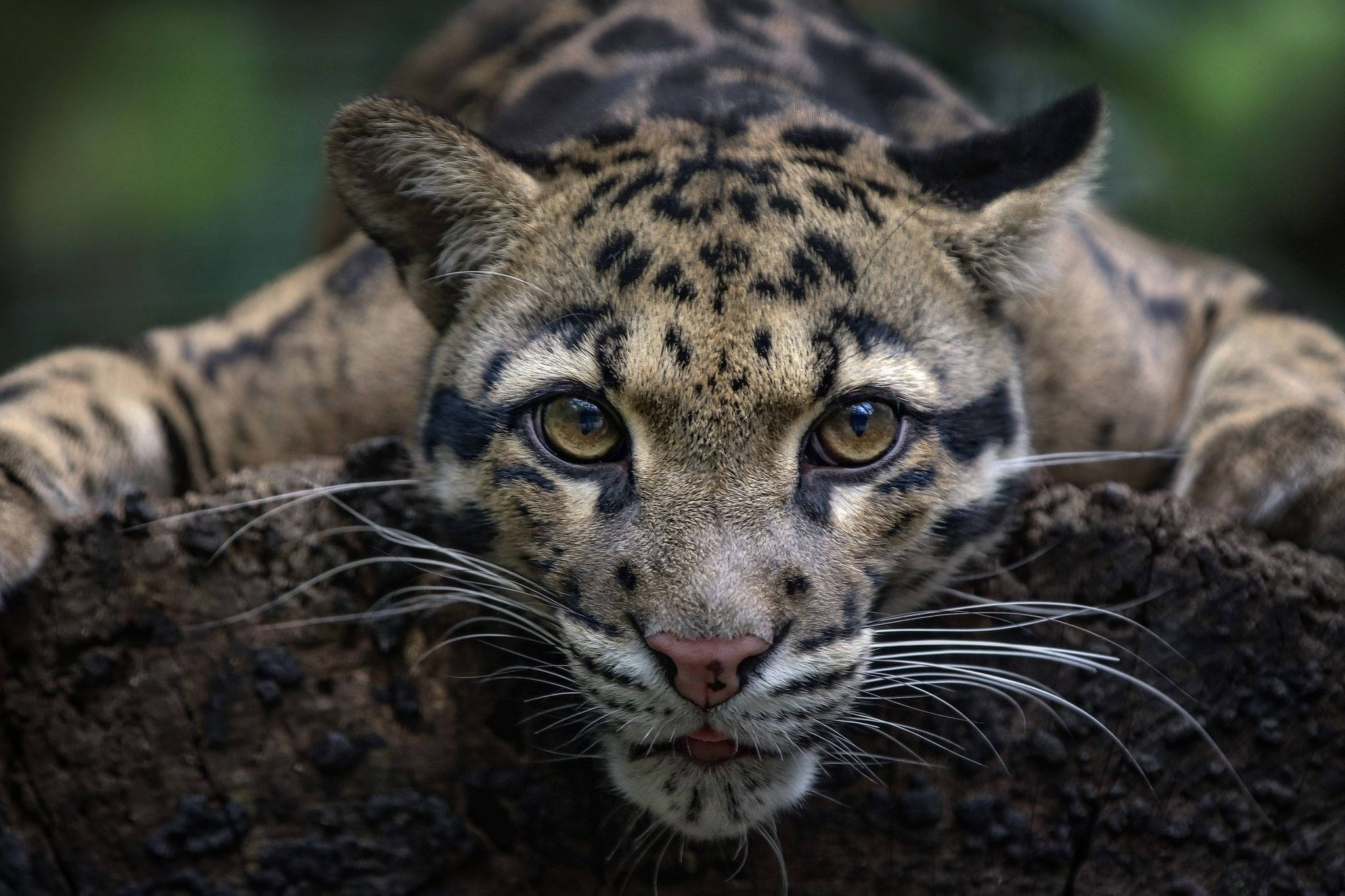 clouded leopard, golden eyes, spotted fur, Full HD Desktop Wallpaper