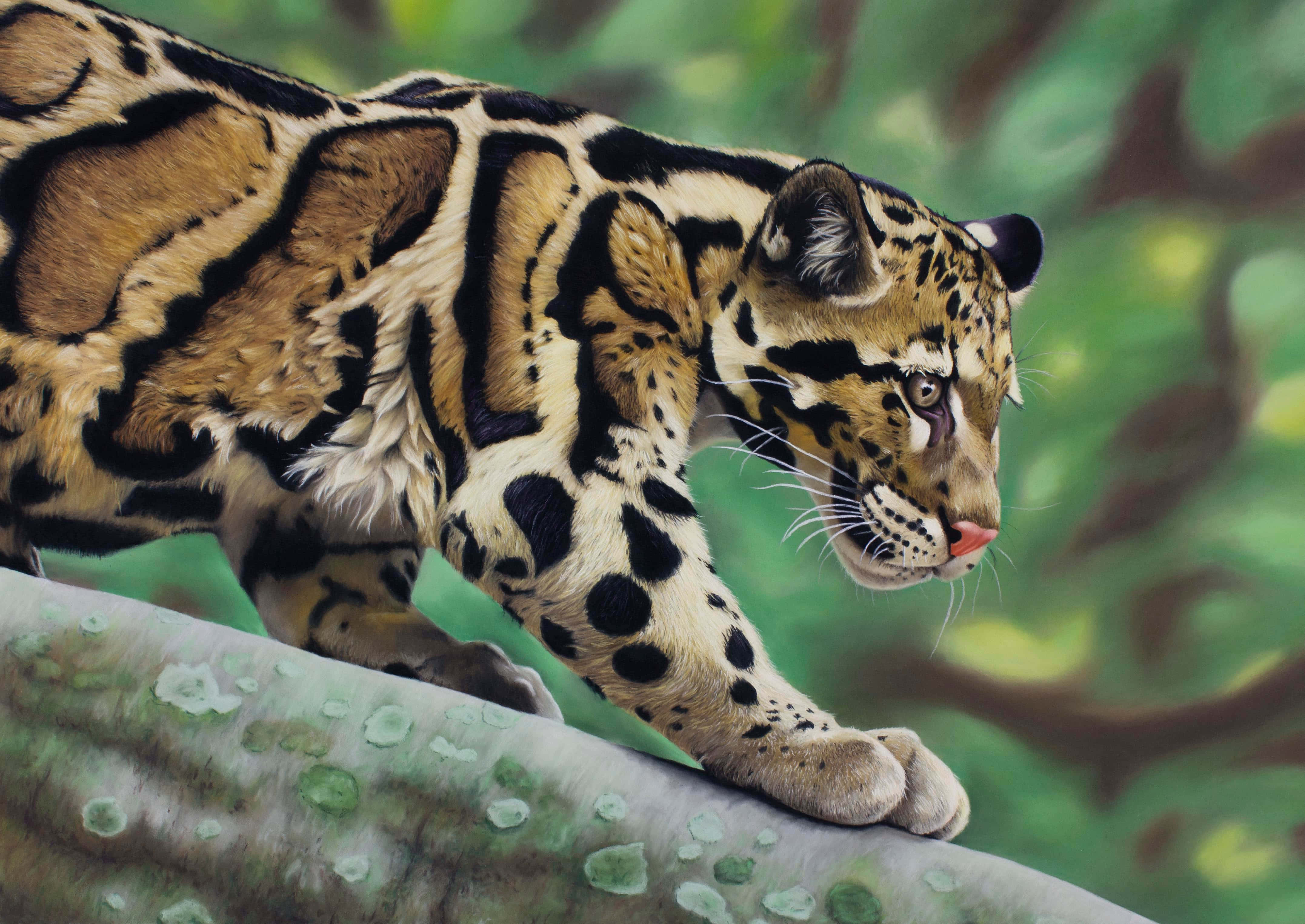 clouded leopard, spotted fur, mossy tree branch, 4K Desktop Wallpaper