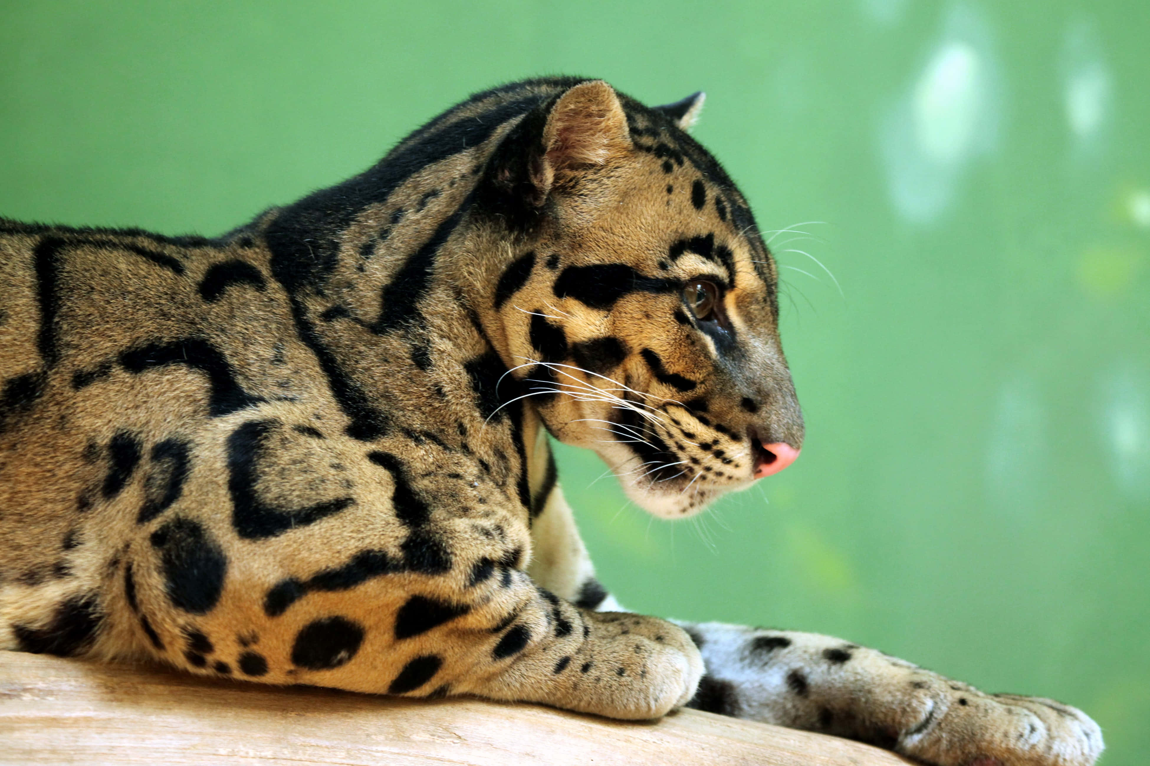 clouded leopard, wooden surface, soft green backdrop, 4K Desktop Wallpaper