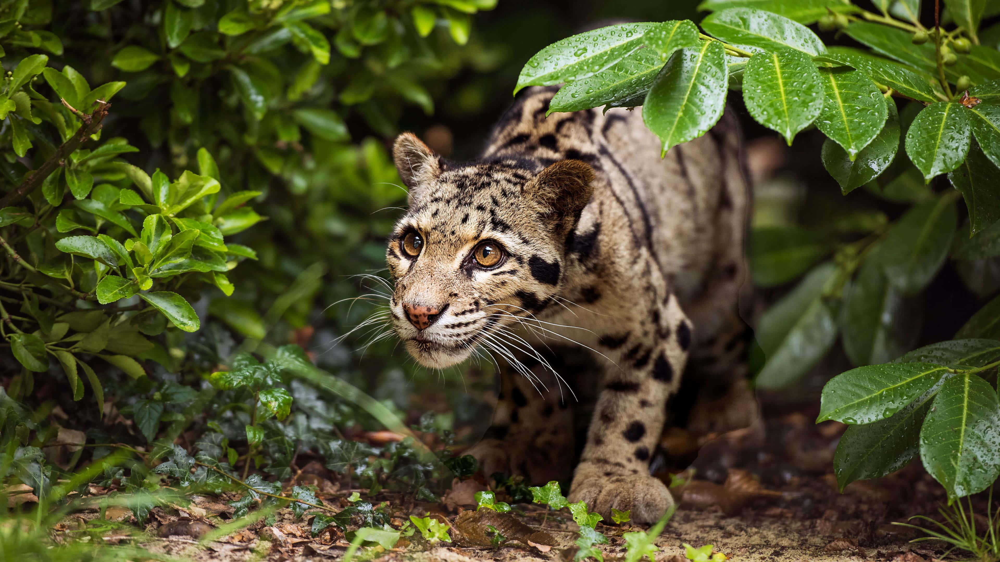 clouded leopard, spotted fur, amber eyes, 4K Desktop Wallpaper