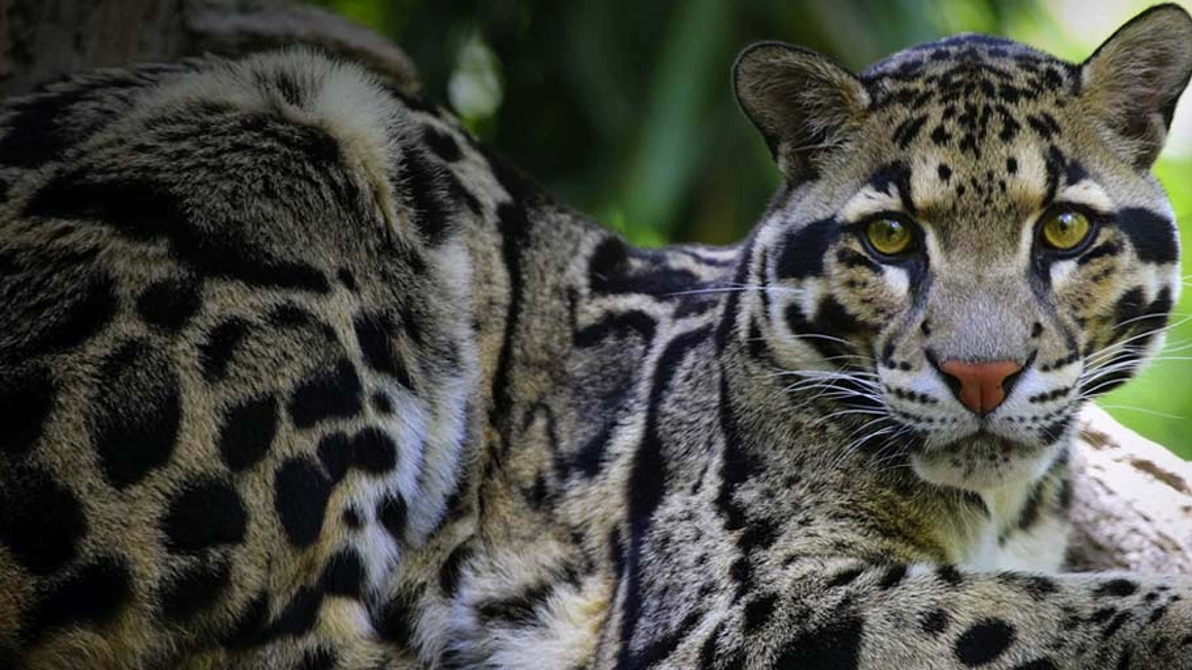 clouded leopard, golden eyes, spotted fur, 4K Desktop Wallpaper