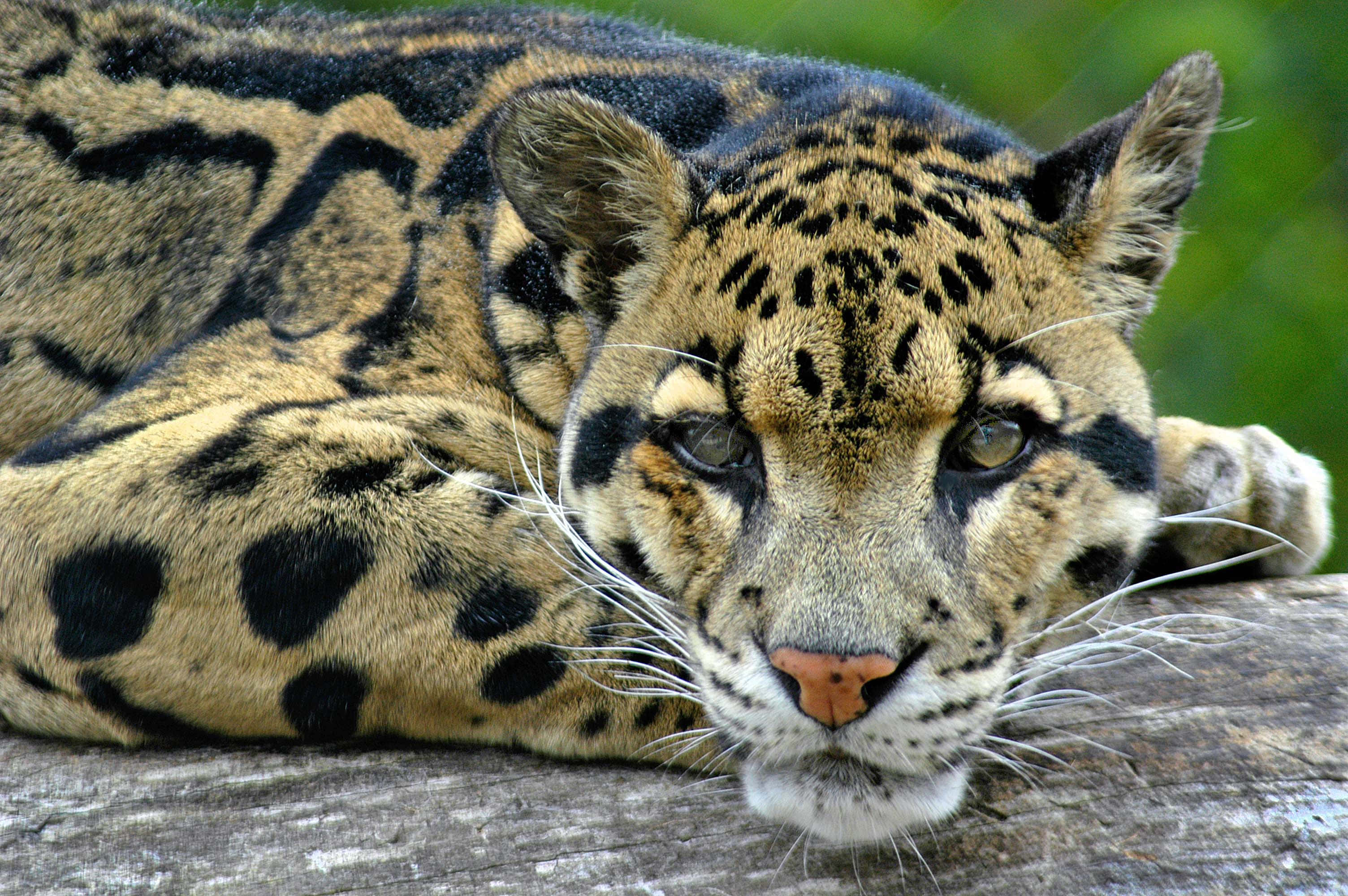 clouded leopard, weathered log, spotted fur, 2K Desktop Wallpaper