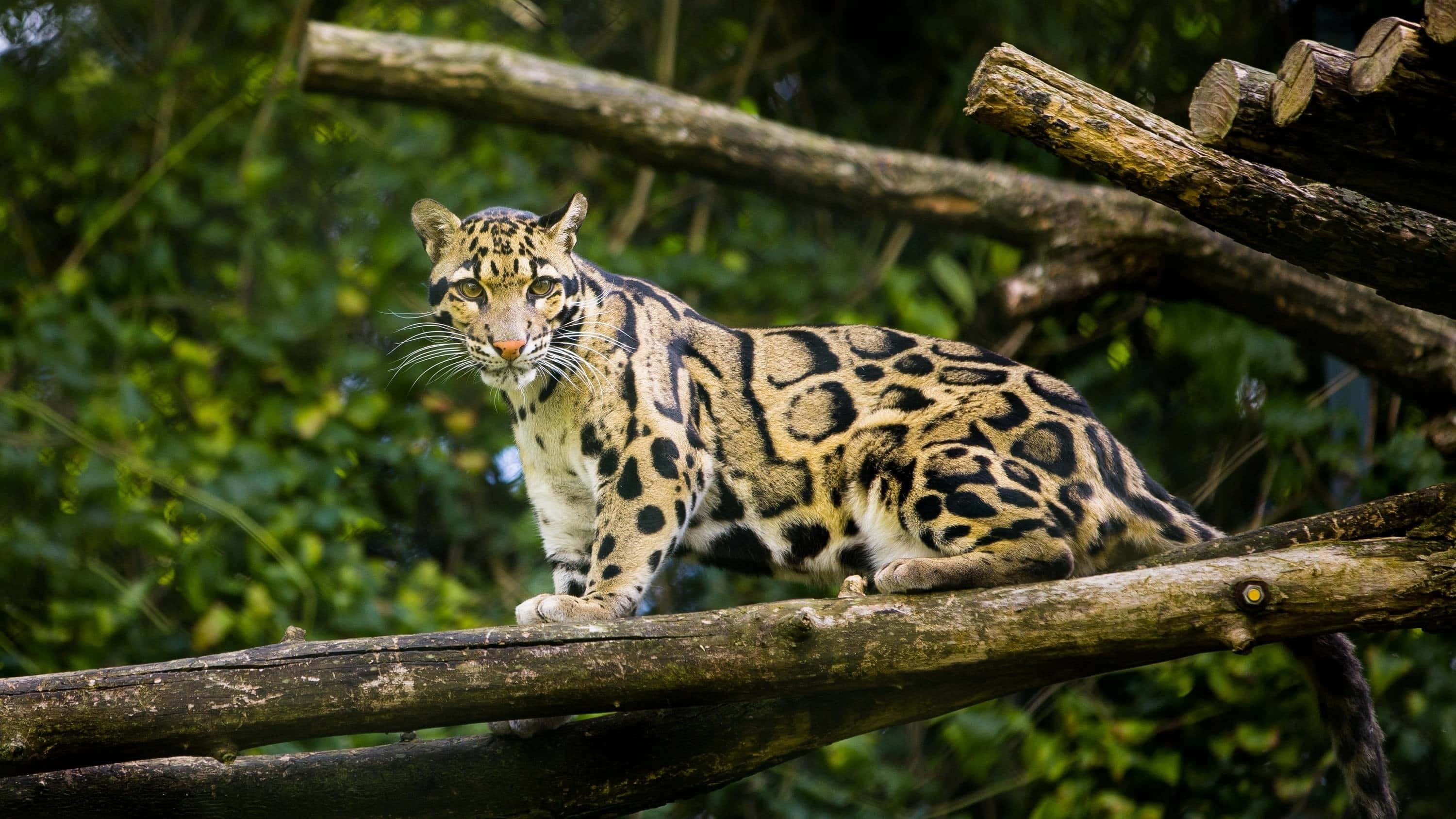 clouded leopard, tree branch, lush green foliage, 2K Desktop Wallpaper