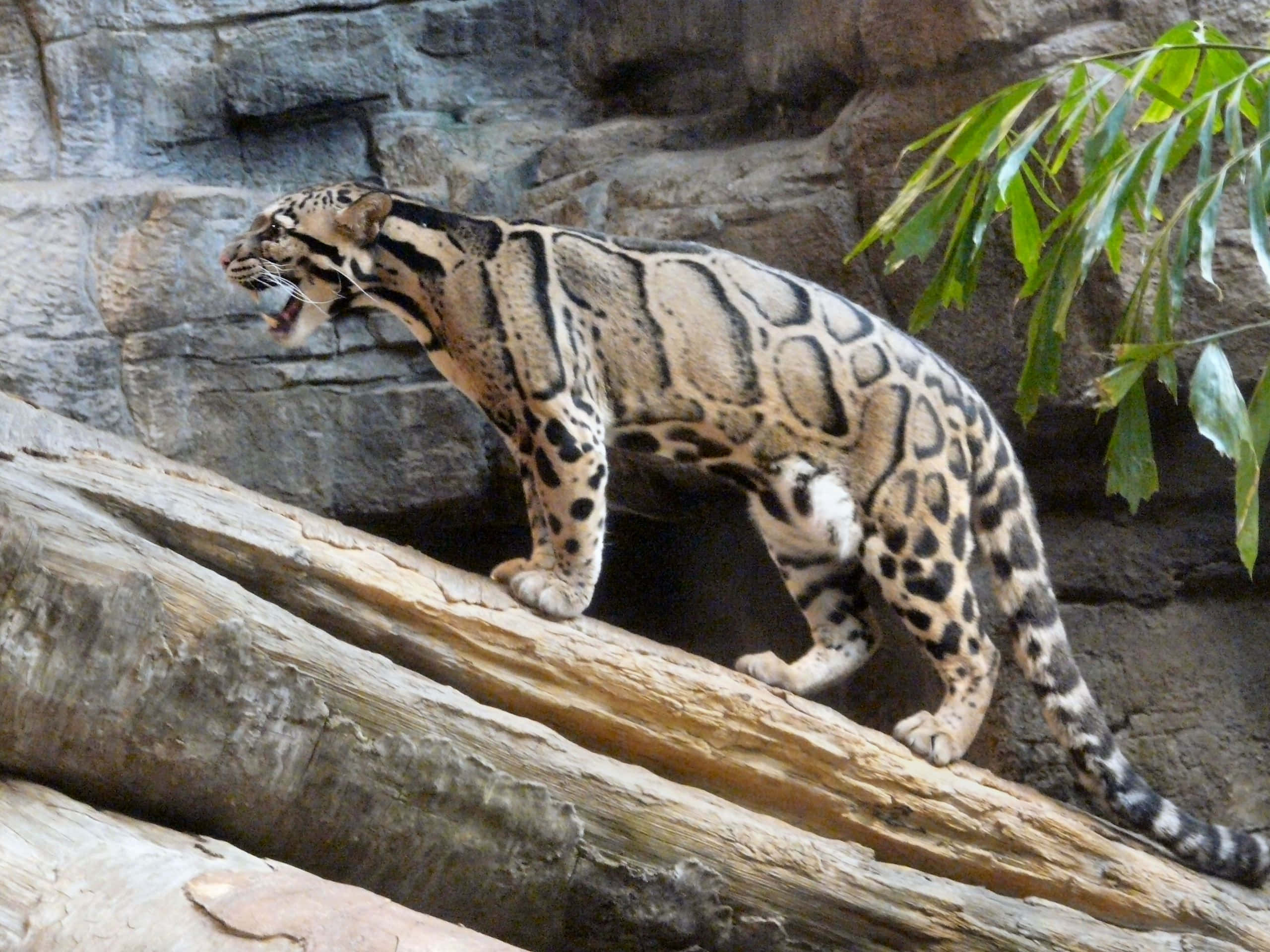 clouded leopard, rosette patterns, weathered log, 2K Desktop Wallpaper