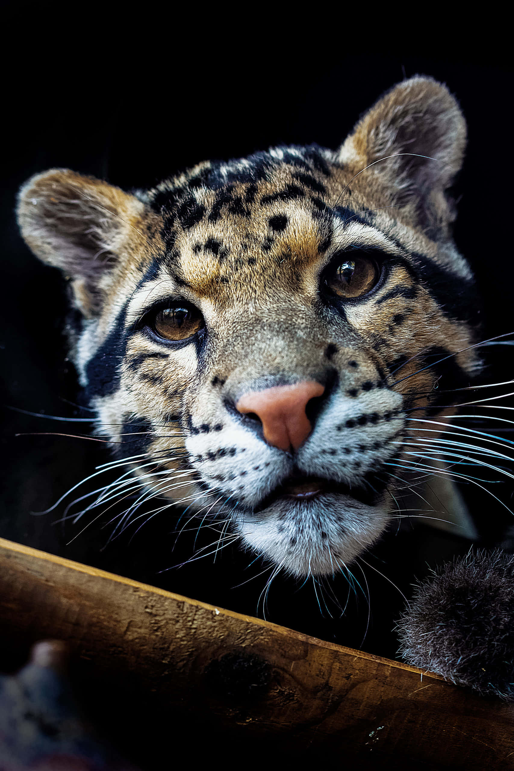 clouded leopard, intense gaze, black background, 2K Phone Wallpaper