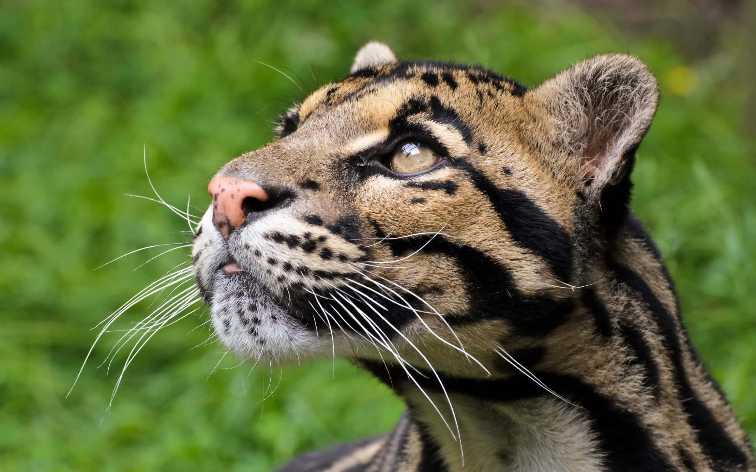 clouded leopard, soft green foliage, close-up, 2K Desktop Wallpaper