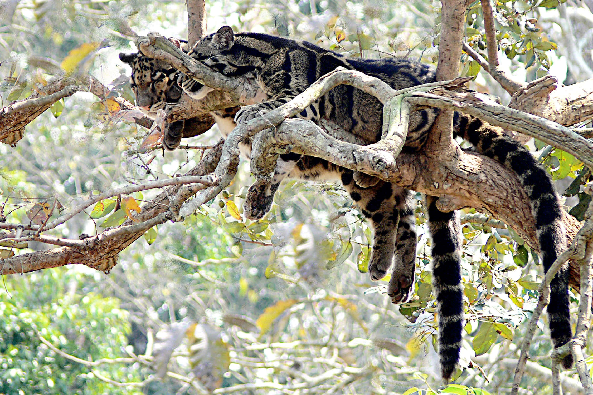 clouded leopard, tree branches, sunlit forest canopy, Full HD Desktop Wallpaper