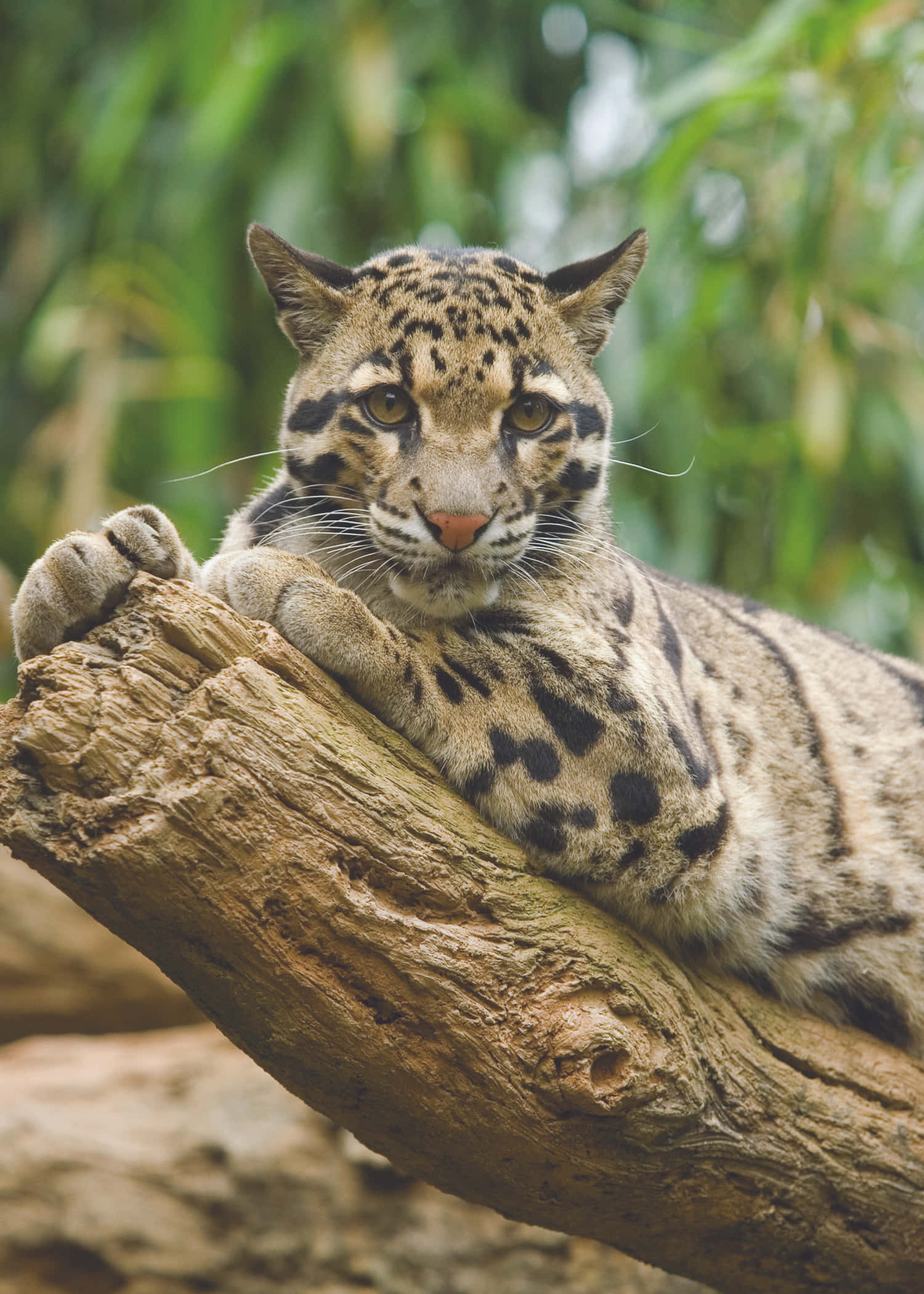 clouded leopard, tree branch, lush green foliage, Full HD Phone Wallpaper