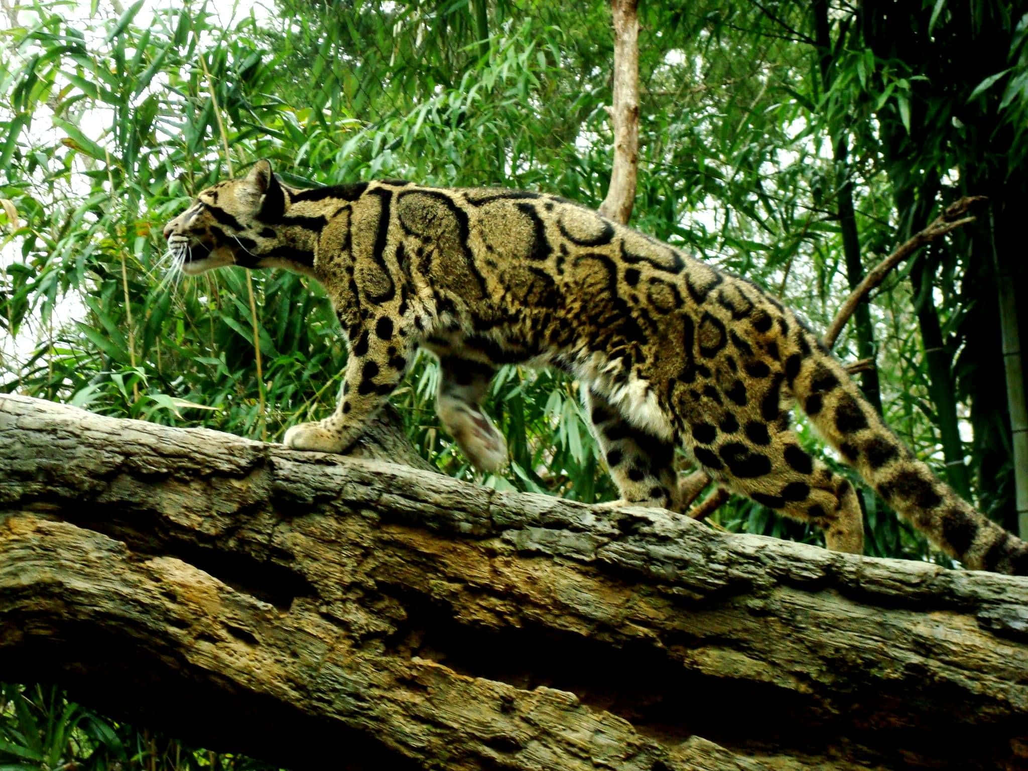 clouded leopard, tree branch, spotted fur, Full HD Desktop Wallpaper