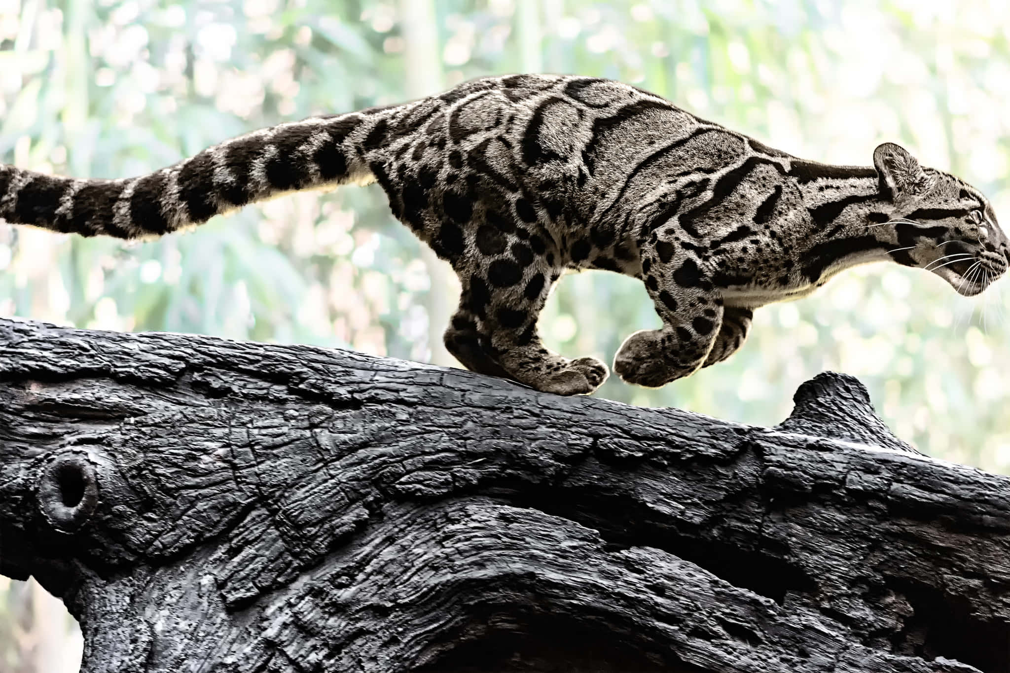 clouded leopard, spotted fur, weathered dark log, Full HD Desktop Wallpaper
