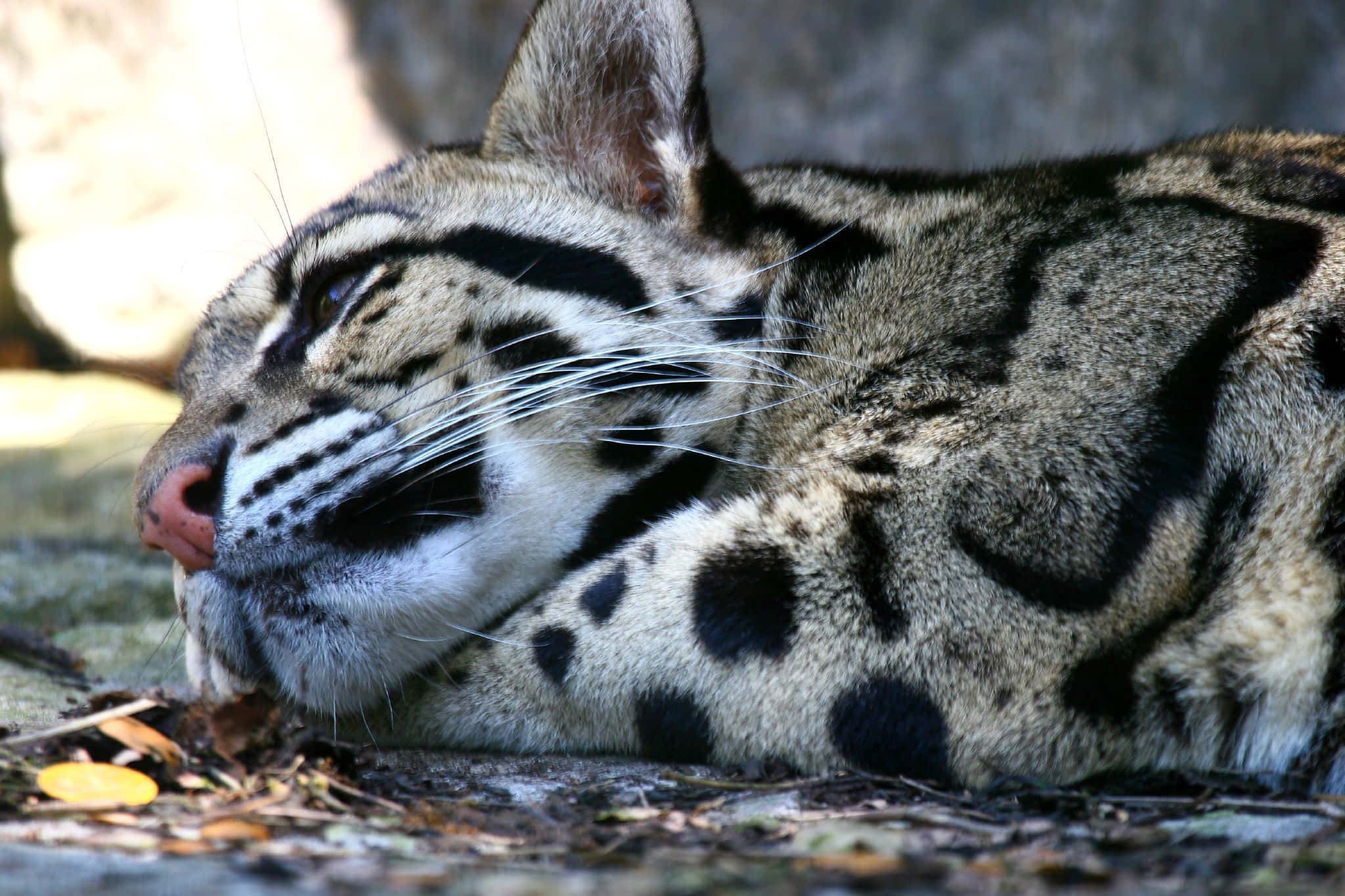clouded leopard, rocky ground, dappled sunlight, Full HD Desktop Wallpaper