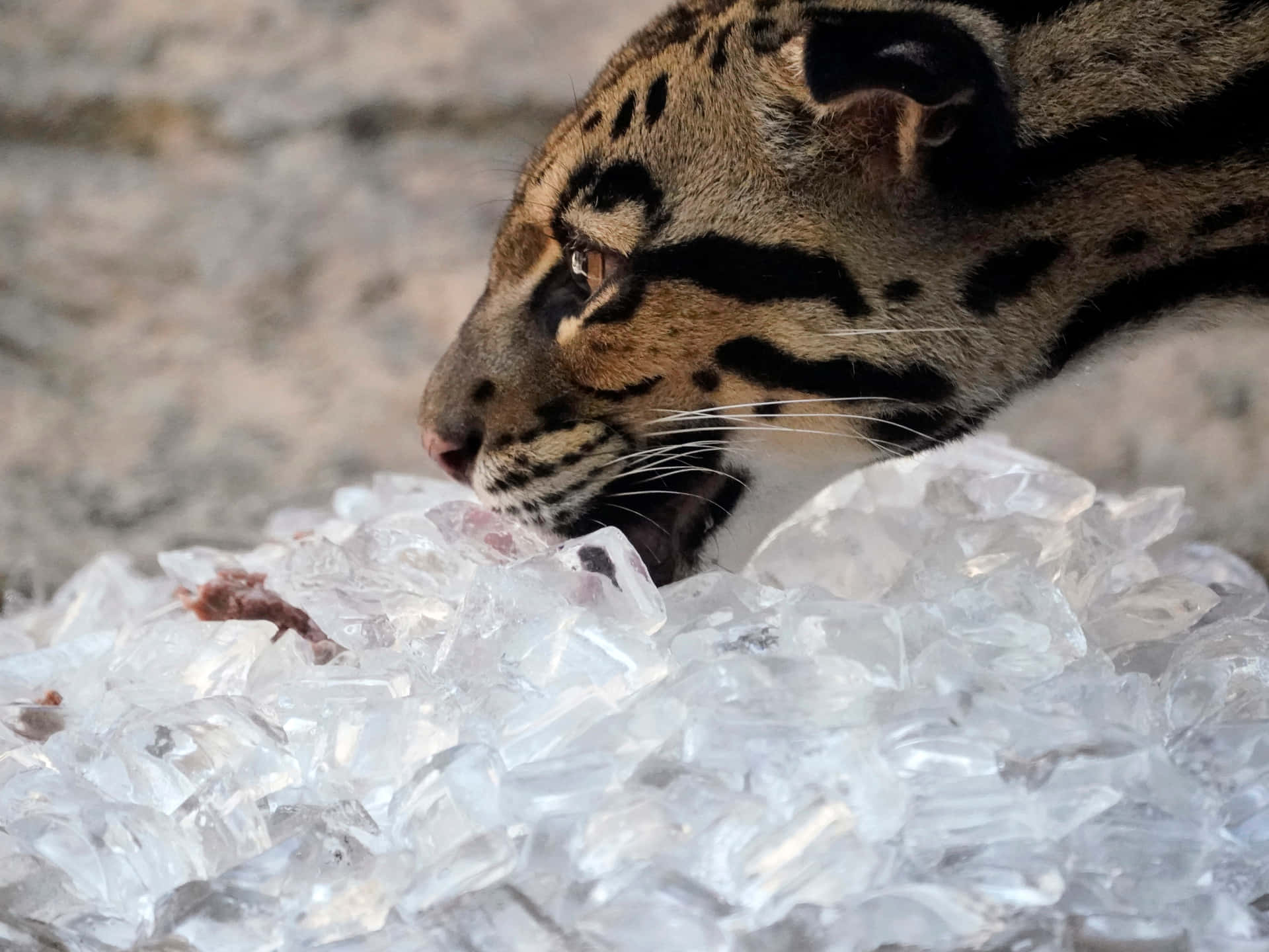 clouded leopard, dark rosettes, clear ice cubes, Full HD Desktop Wallpaper