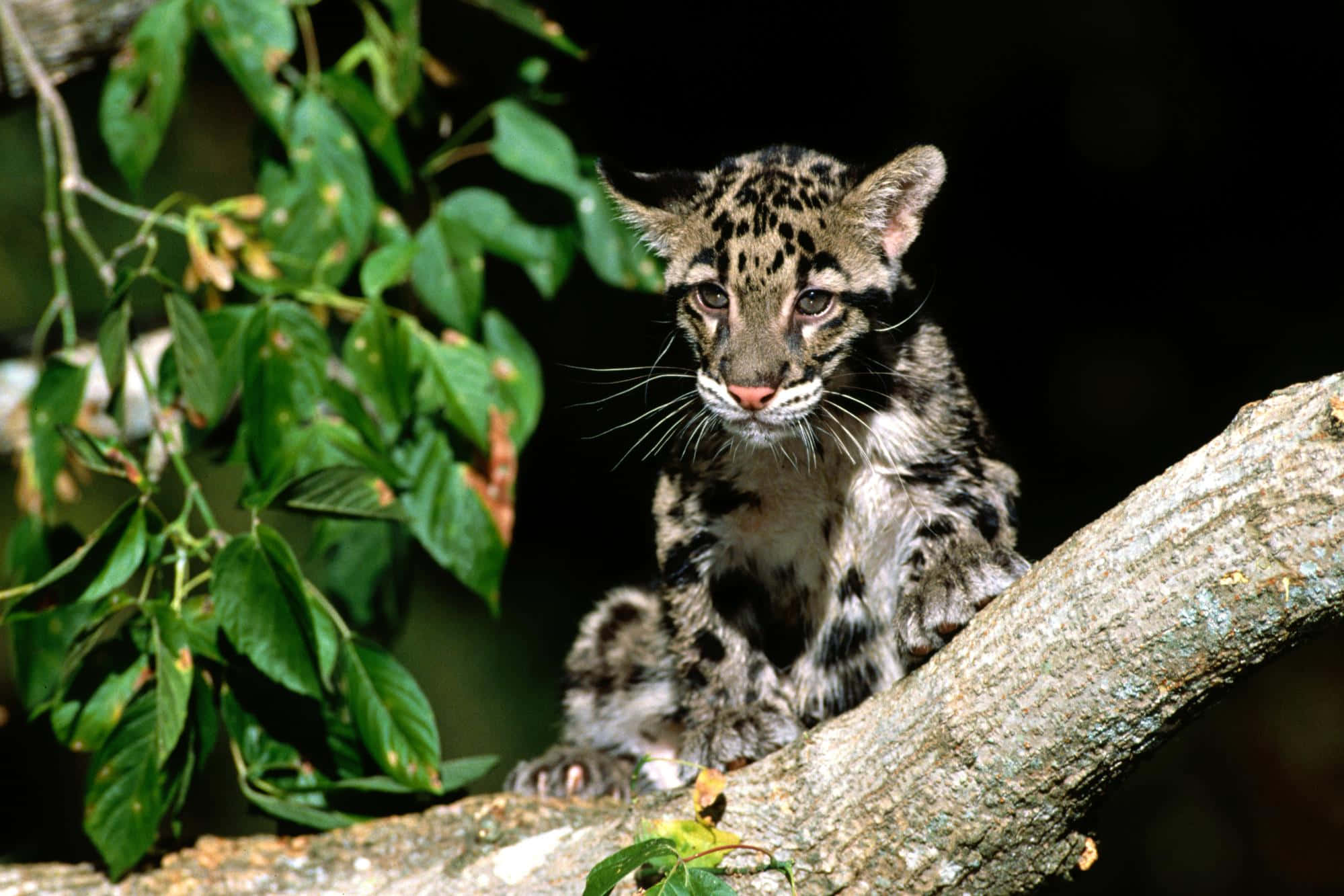 clouded leopard cub, sunlit tree branch, lush green leaves, Full HD Desktop Wallpaper