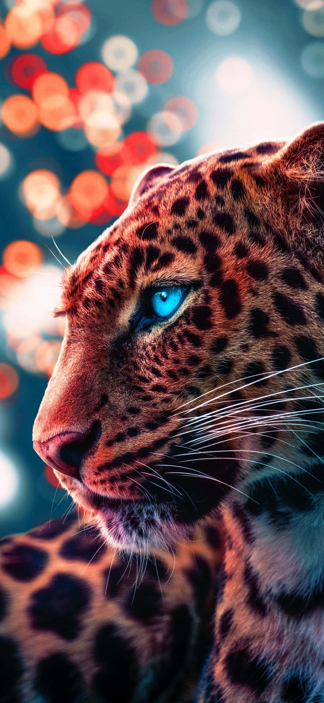 clouded leopard, blue eyes, vibrant bokeh background, Full HD Phone Wallpaper