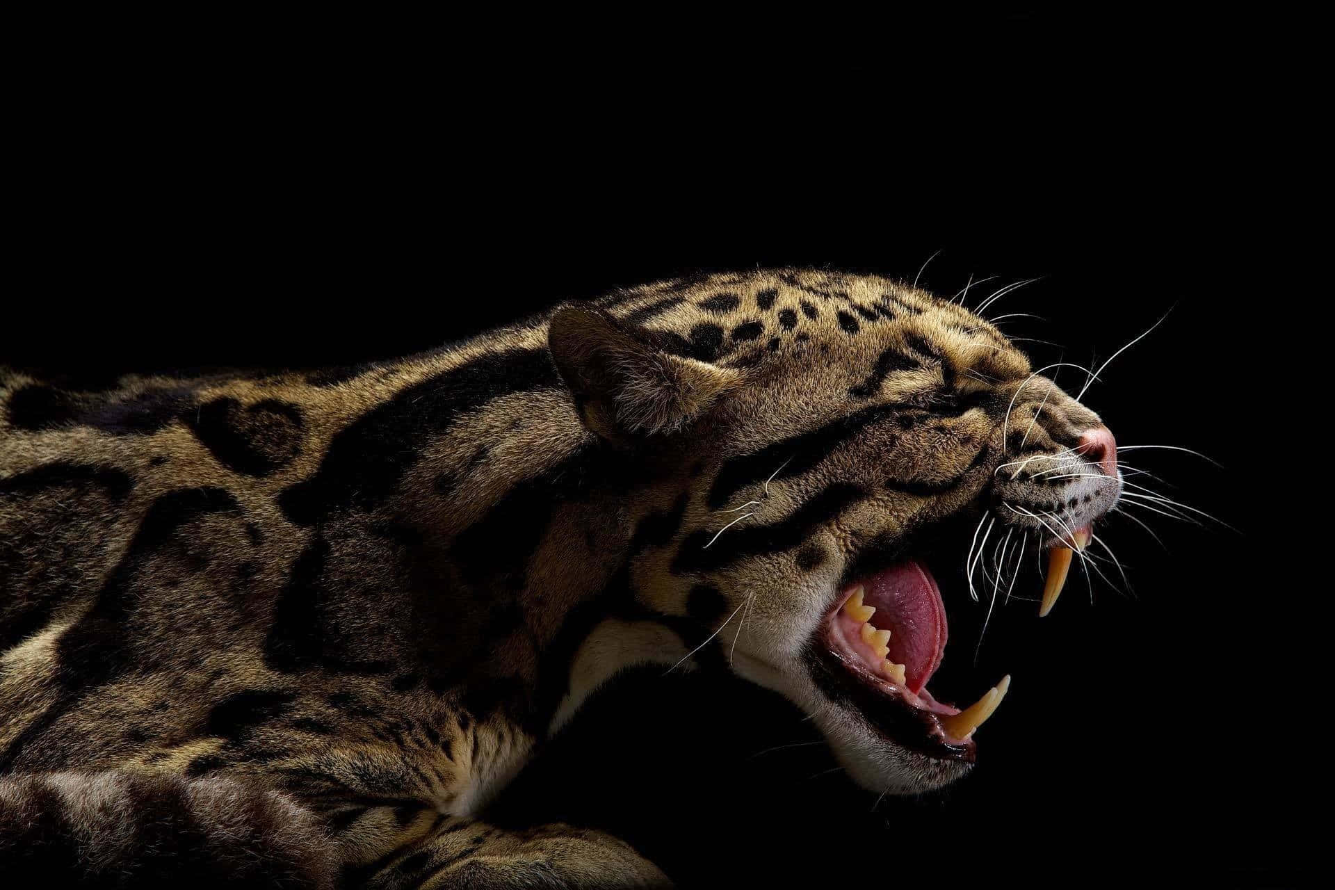 clouded leopard, black background, roars, Full HD Desktop Wallpaper