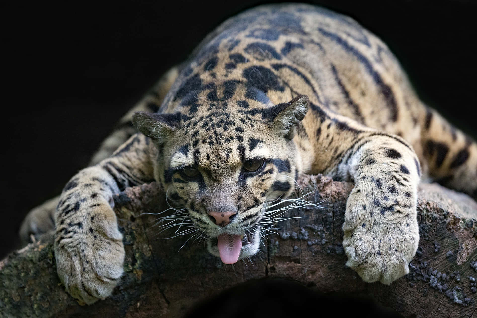 clouded leopard, mossy log, tongue out, Full HD Desktop Wallpaper