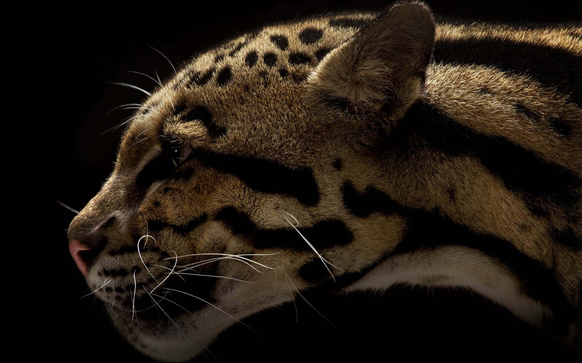 clouded leopard, profile, shadow, Full HD Desktop Wallpaper