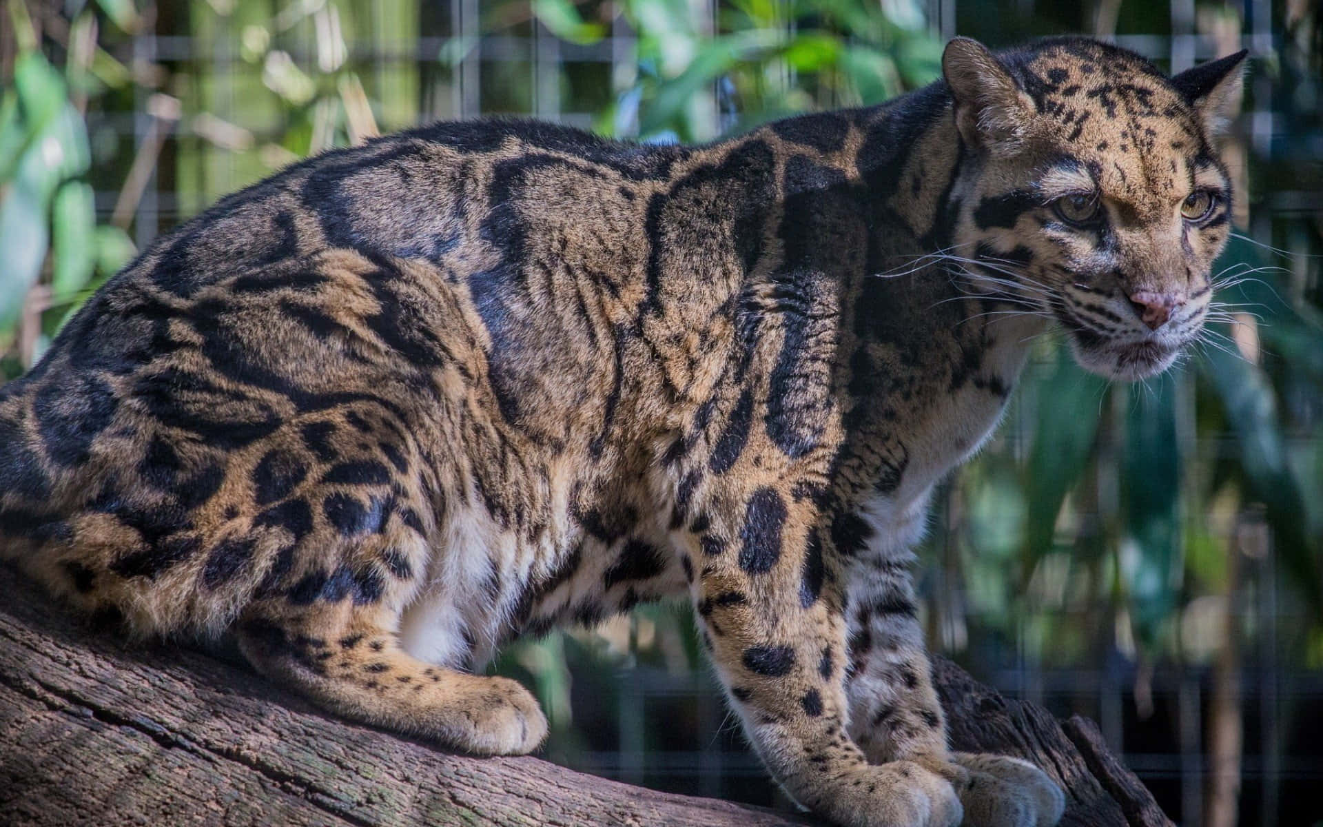 clouded leopard, rosette patterns, weathered tree branch, Full HD Desktop Wallpaper