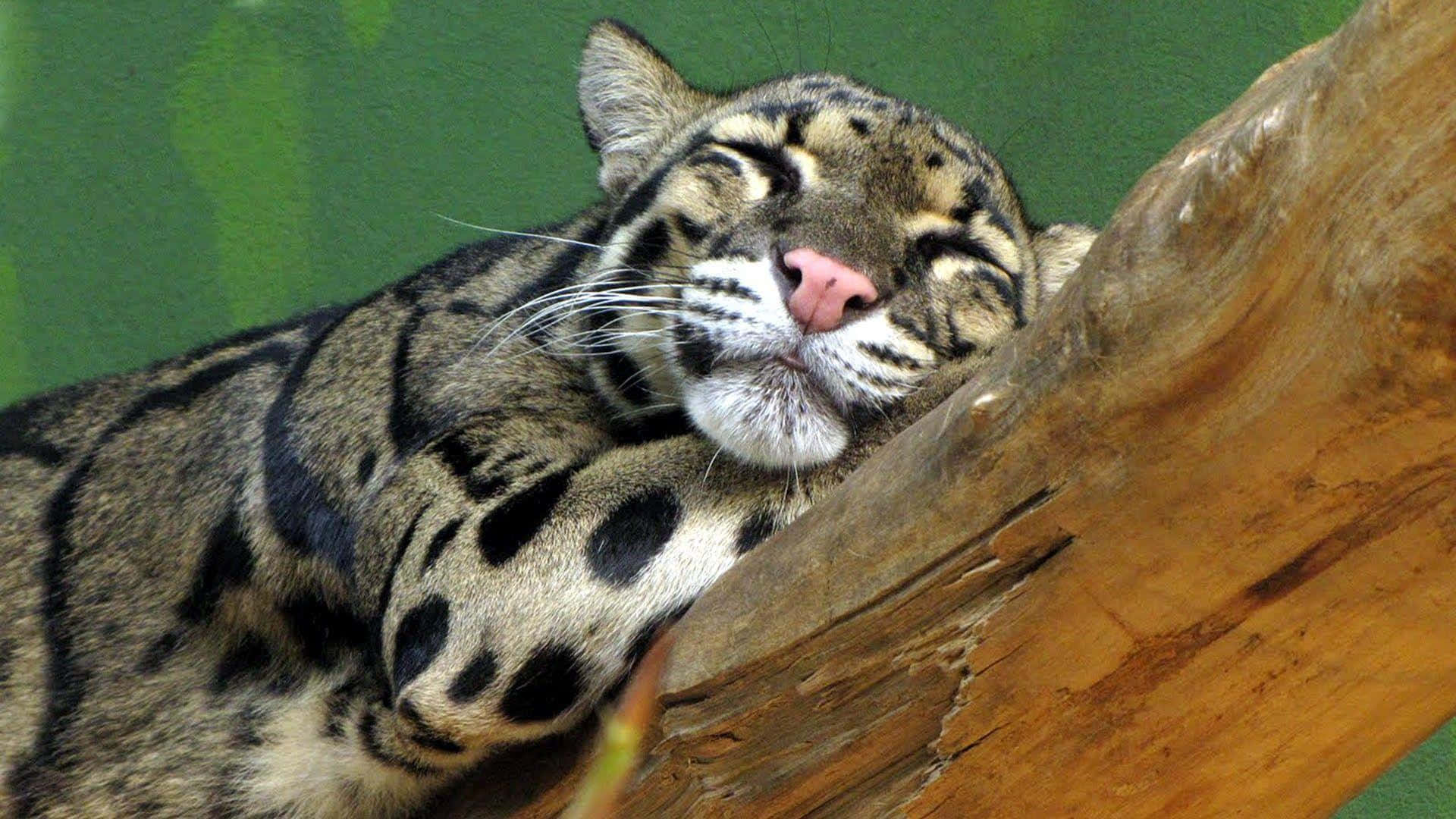 clouded leopard, weathered wooden branch, green backdrop, Full HD Desktop Wallpaper