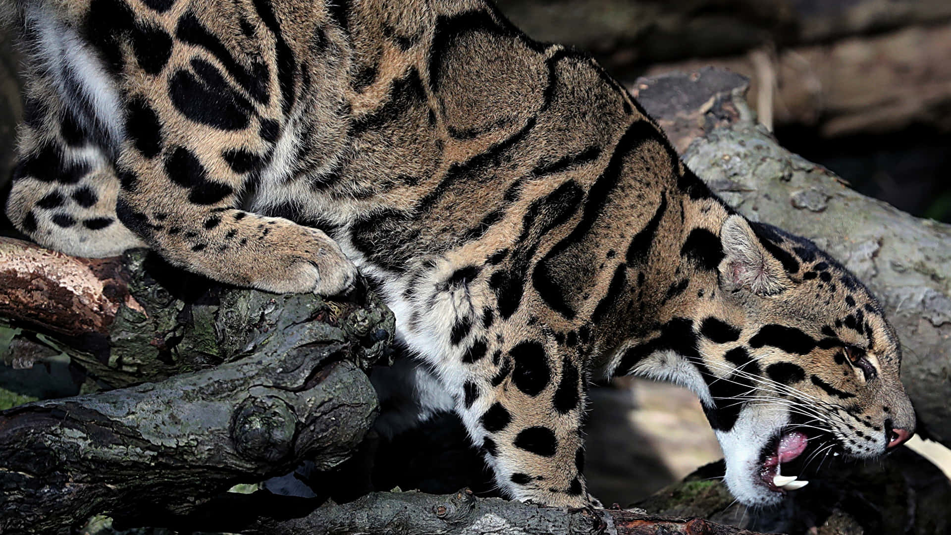 clouded leopard, spotted fur, gnarled tree branches, Full HD Desktop Wallpaper