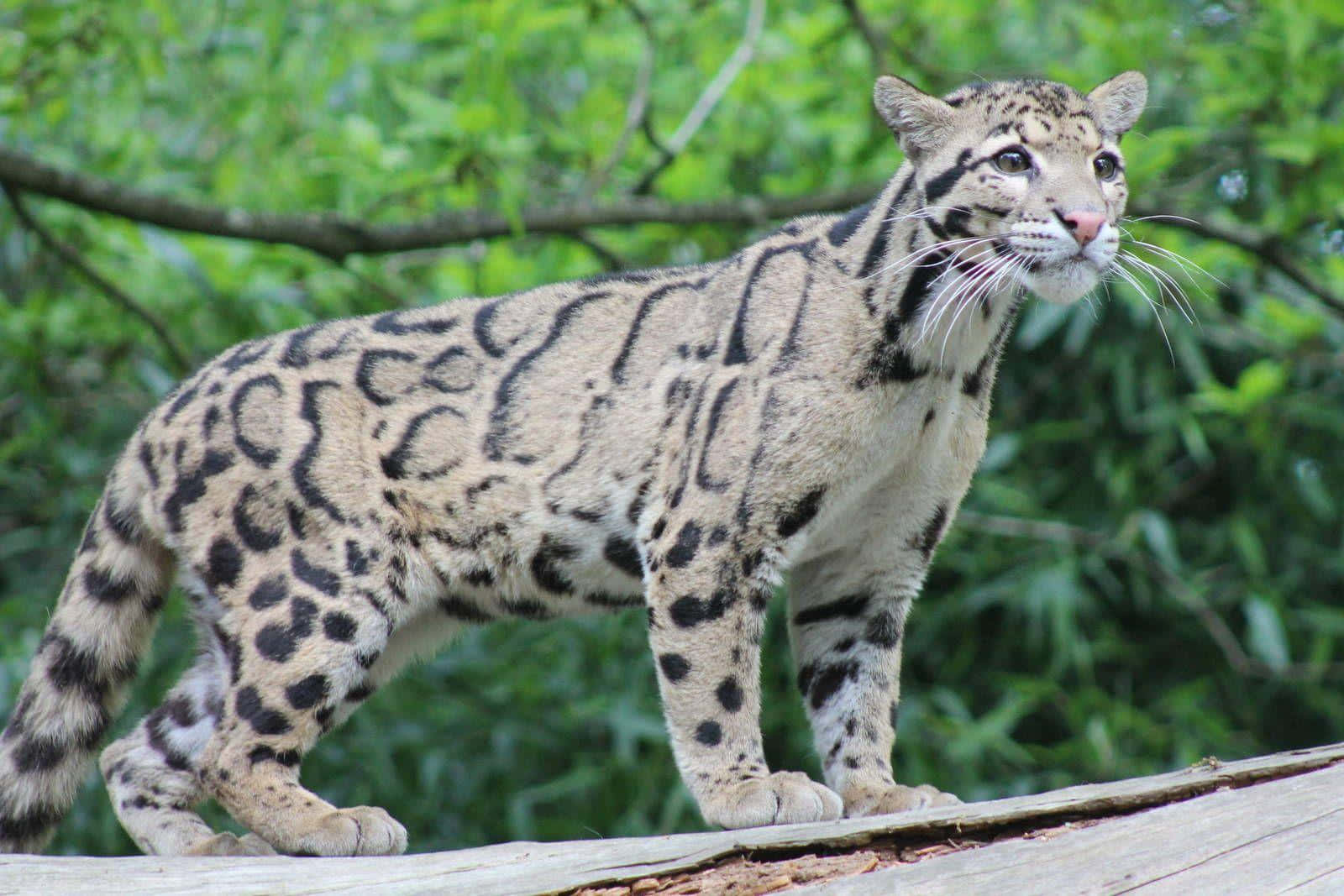 clouded leopard, spotted coat, wooden beam, HD Desktop Wallpaper