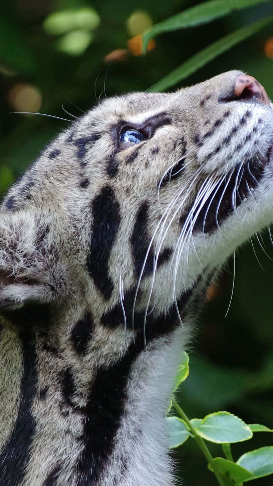 clouded leopard, blue eyes, lush green foliage, HD Phone Wallpaper