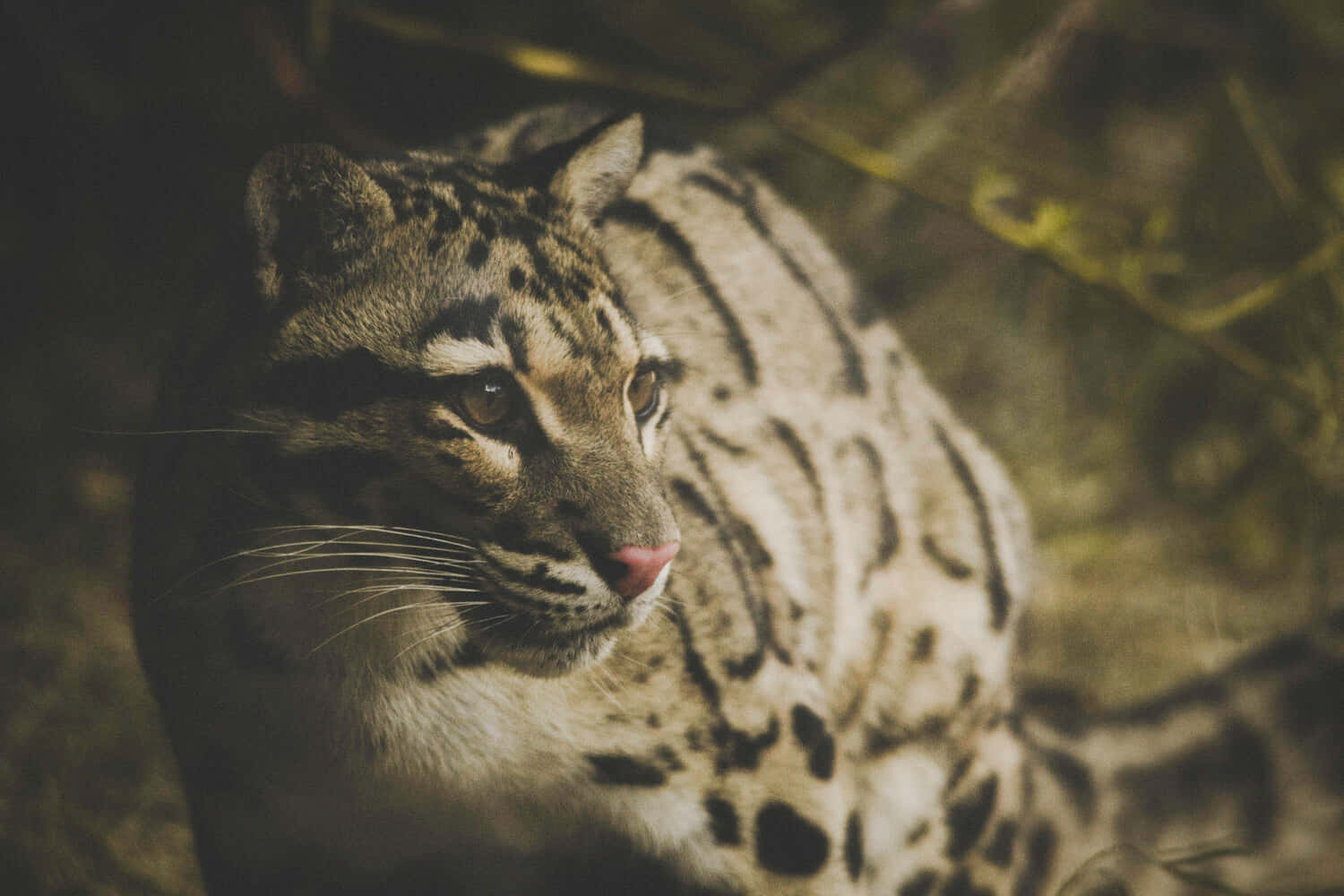 clouded leopard, spotted fur, amber eyes, HD Desktop Wallpaper