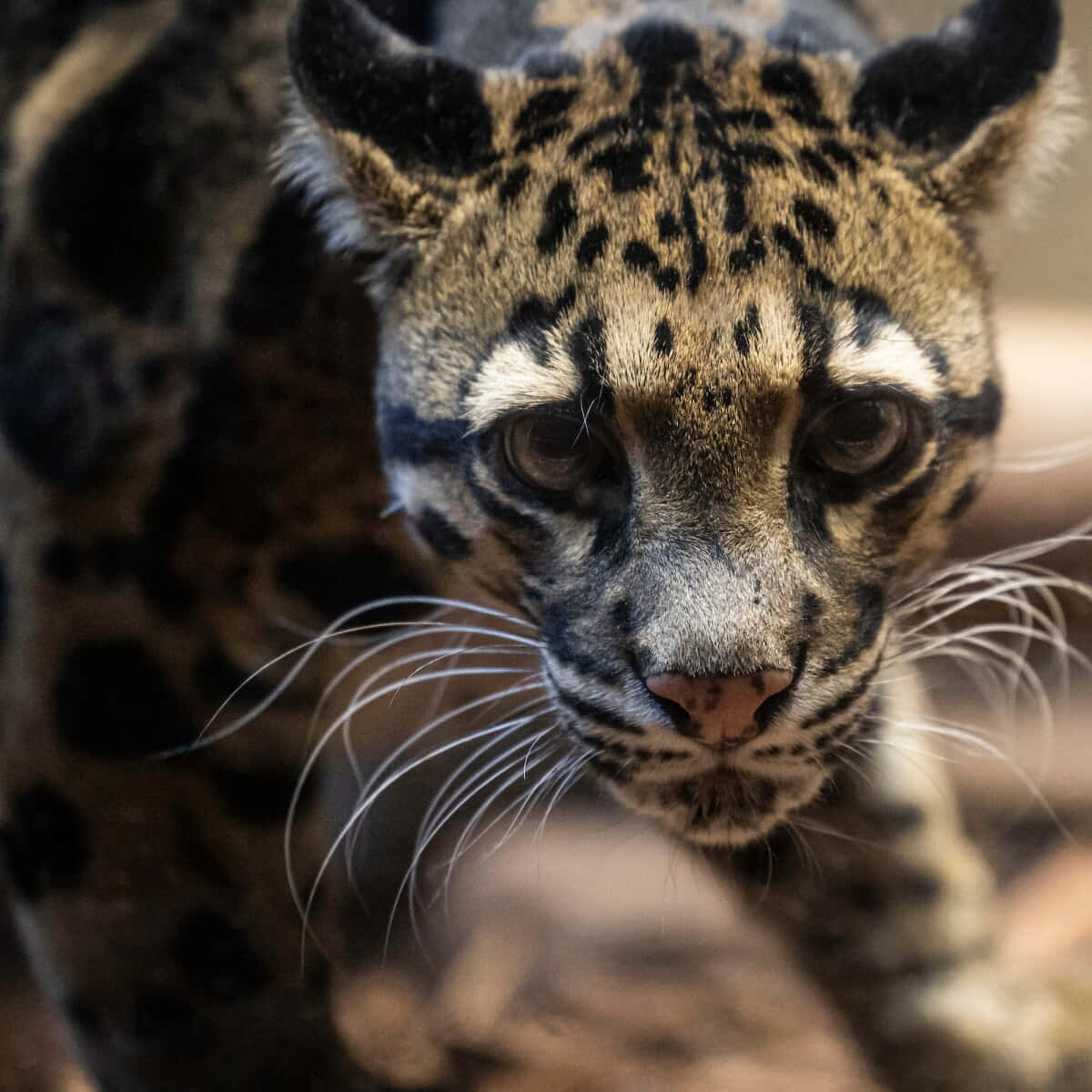 clouded leopard, intense gaze, spotted fur, SD Desktop Wallpaper