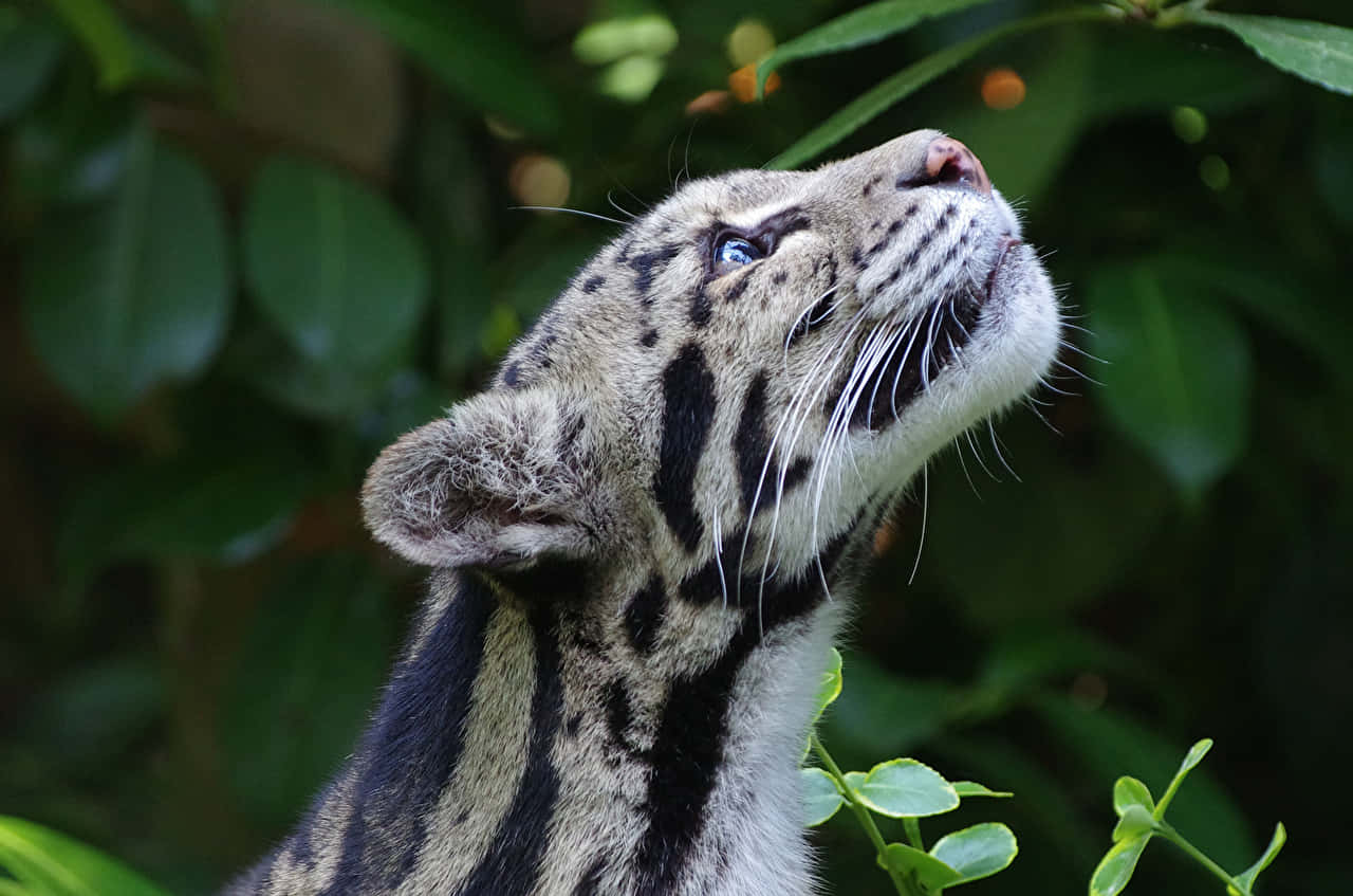 clouded leopard, blue eyes, lush green foliage, HD Desktop Wallpaper