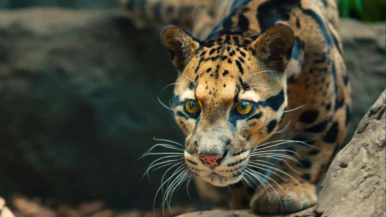 clouded leopard, golden eyes, spotted fur, HD Desktop Wallpaper