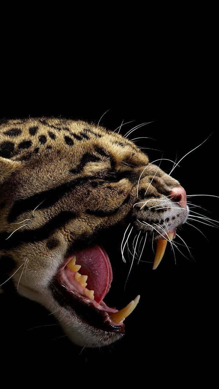 Clouded Leopard, yawning, close-up, HD Phone Wallpaper