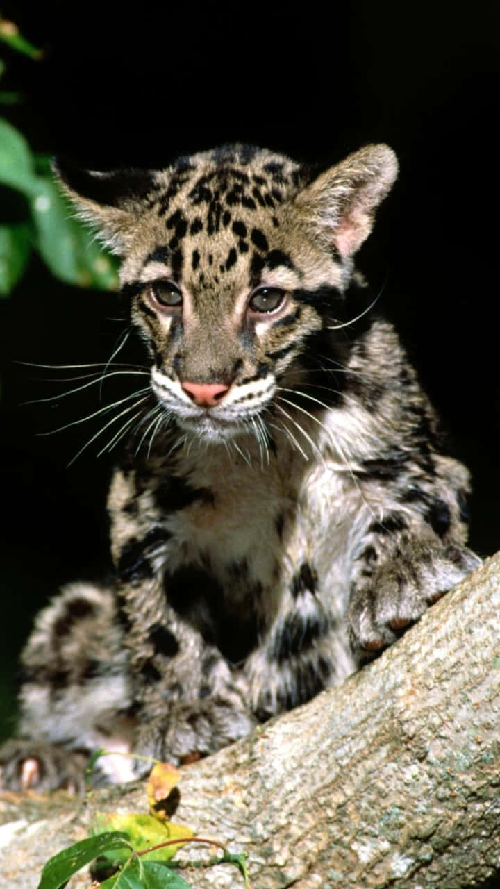 clouded leopard cub, spotted fur, tree branch, HD Phone Wallpaper