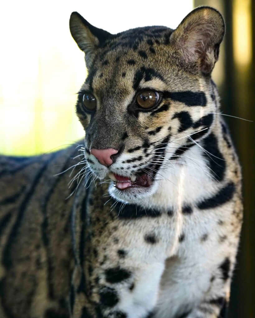 clouded leopard, spotted fur, amber eyes, SD Phone Wallpaper