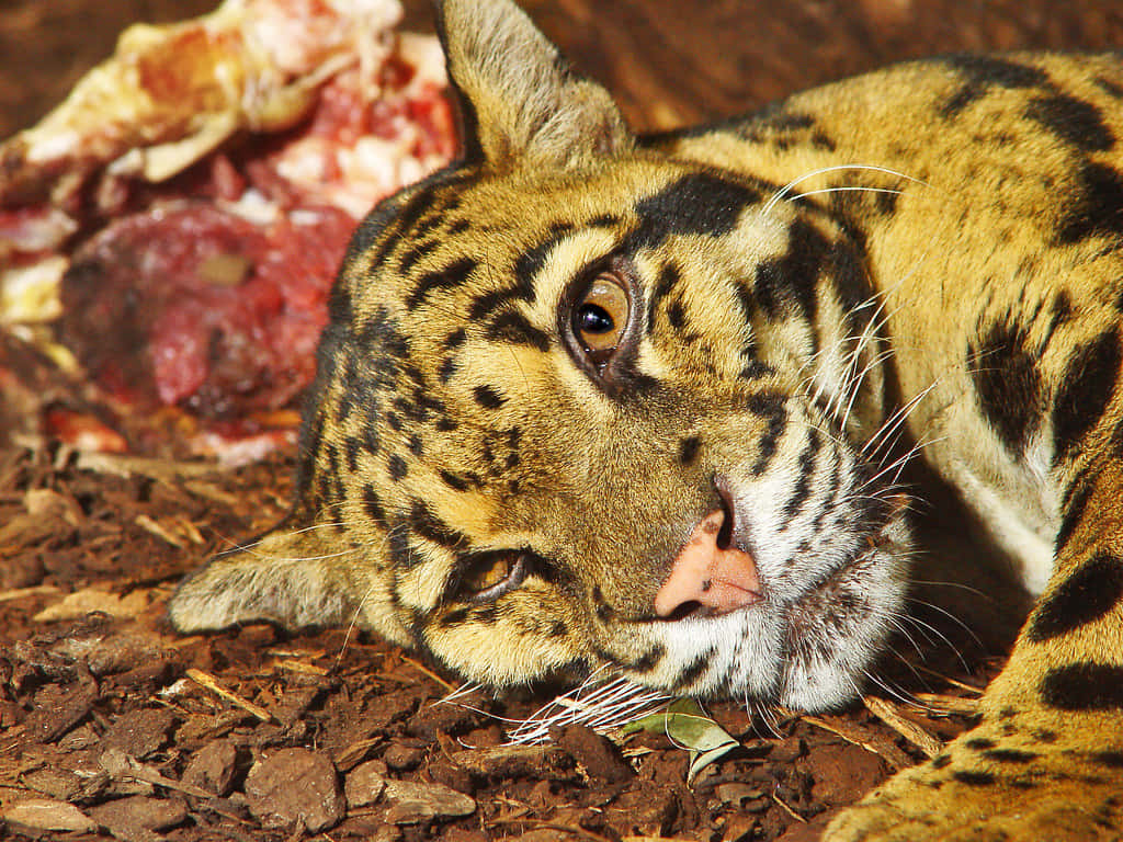 Clouded Leopard, spotted wild cat, reddish-brown earth, SD Desktop Wallpaper