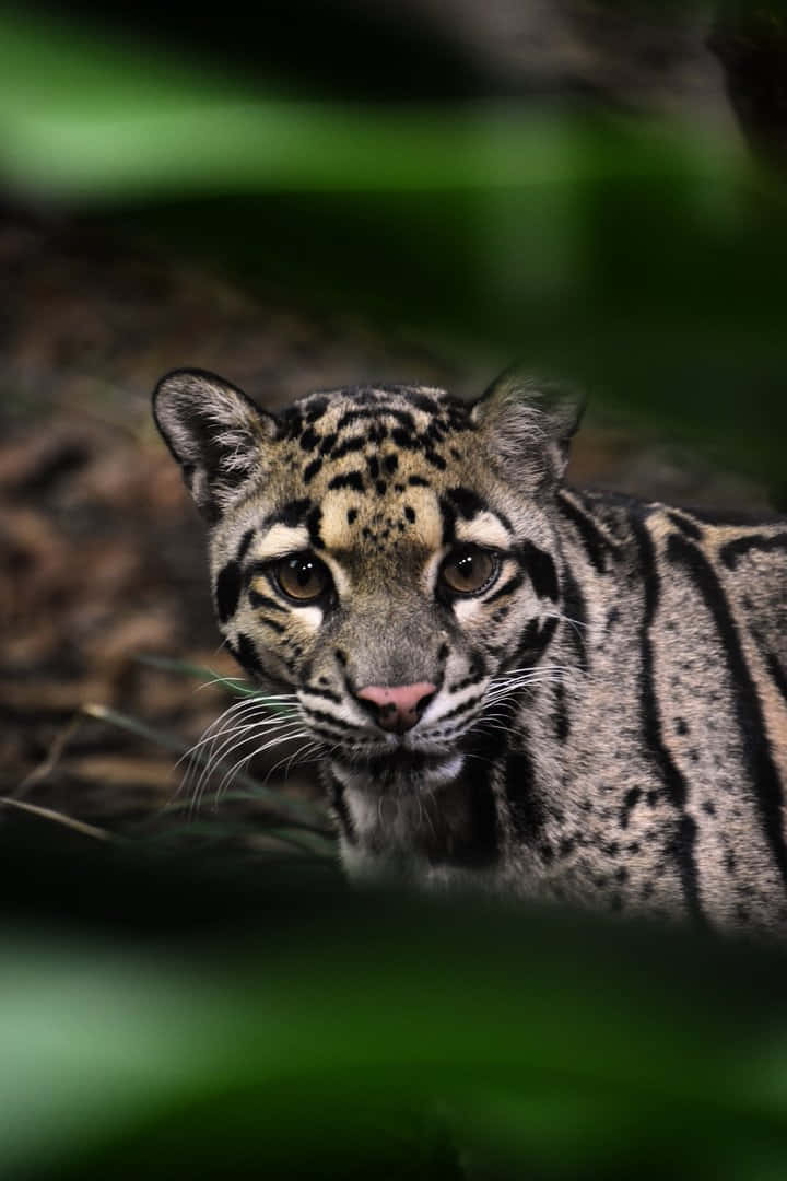 clouded leopard, dense green foliage, shadowy forest setting, SD Phone Wallpaper