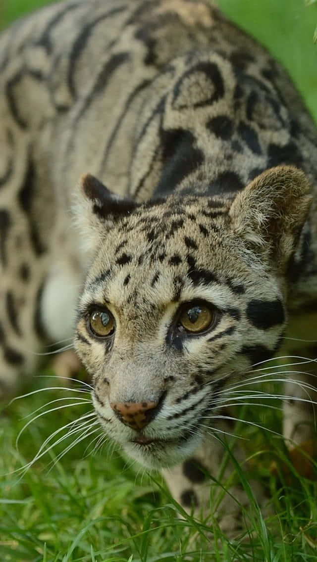 clouded leopard, golden eyes, spotted fur, SD Phone Wallpaper