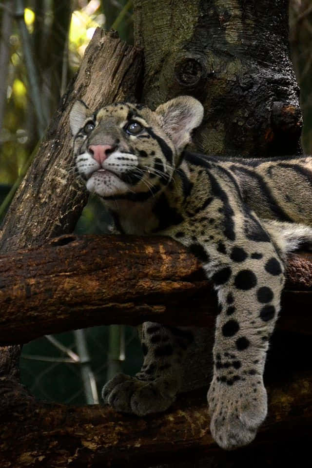 clouded leopard, young clouded leopard cub, spotted fur, SD Phone Wallpaper