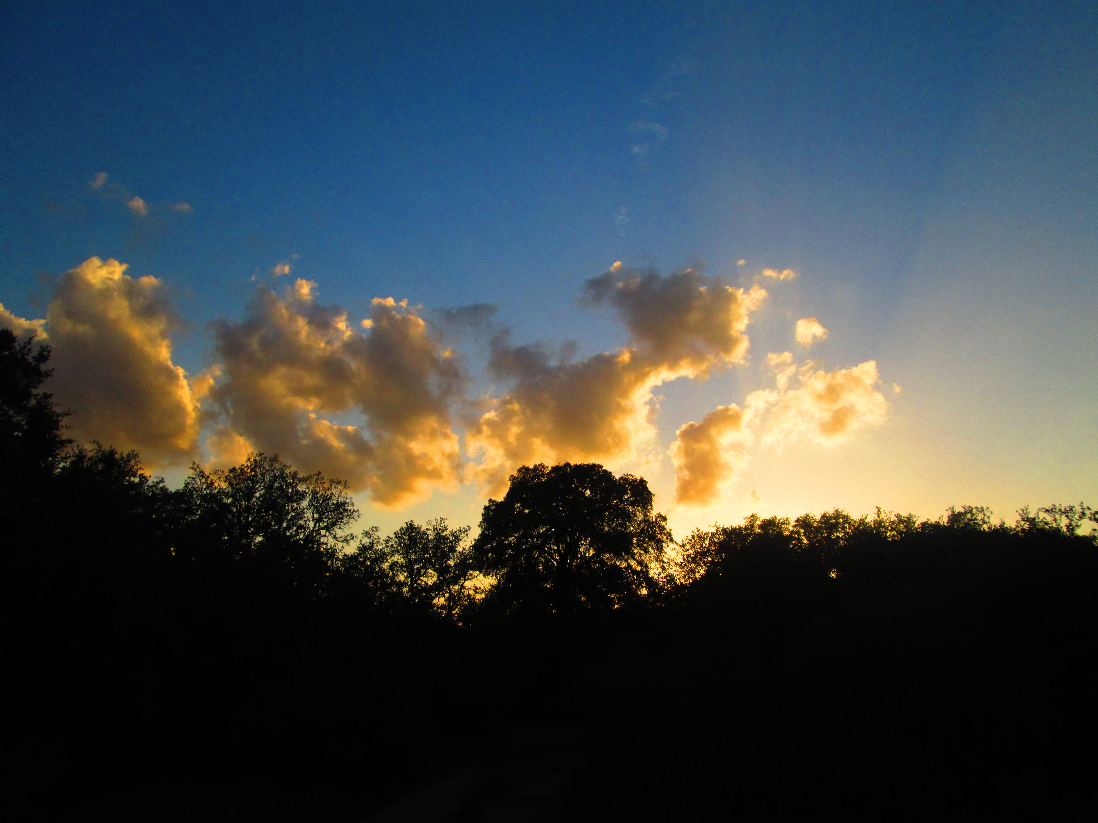 sunset, golden clouds, dark tree silhouette, 4K Desktop Wallpaper