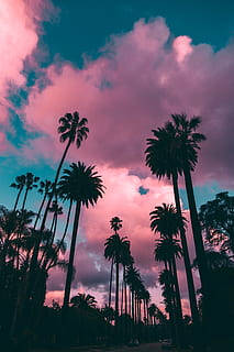 Silhouette Clouds Aesthetics, palm trees, vibrant pink and teal sunset sky, SD Phone Wallpaper