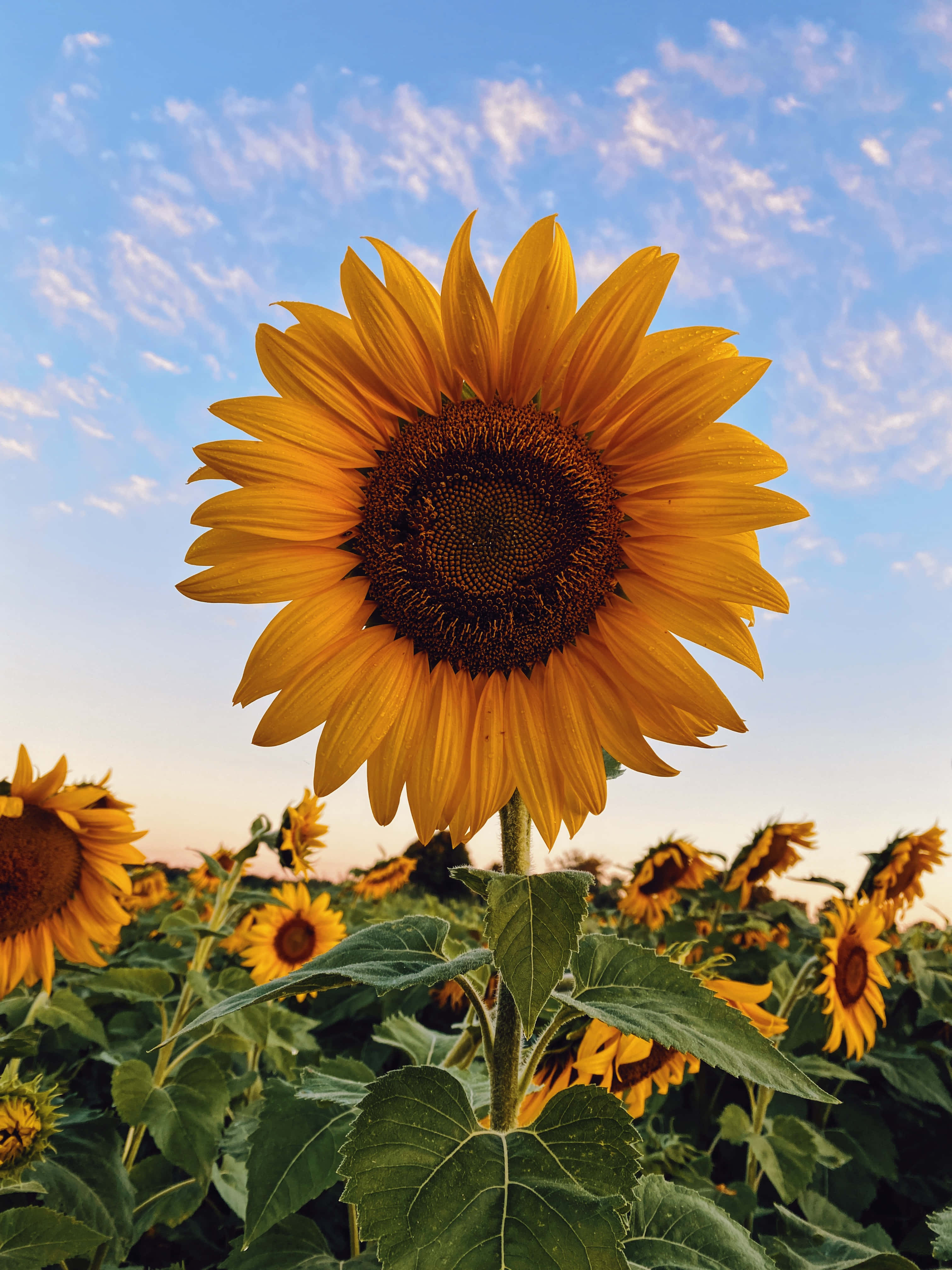 sunflower phone, sunflower field, soft blue sky, 4K Phone Wallpaper